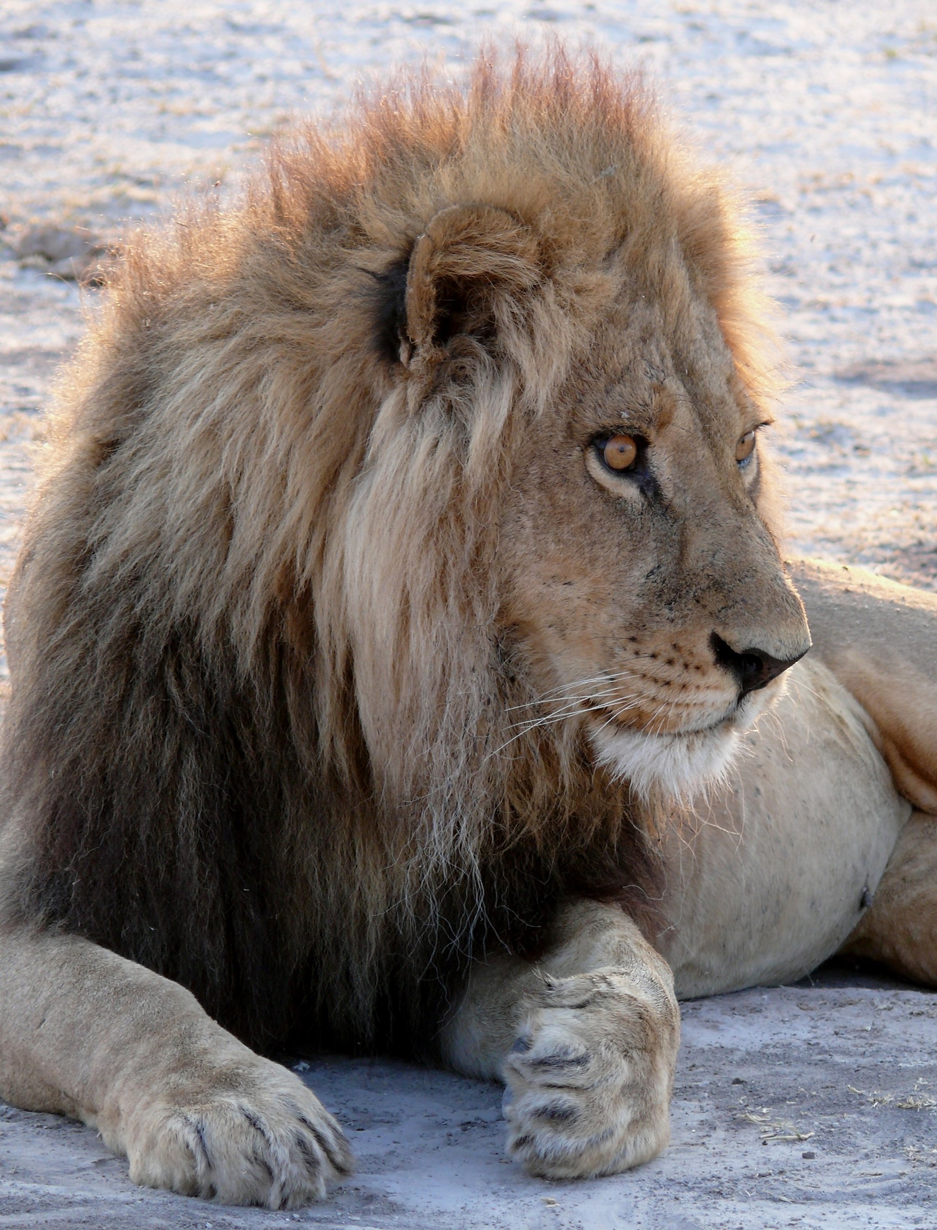 His Majesty The Lion