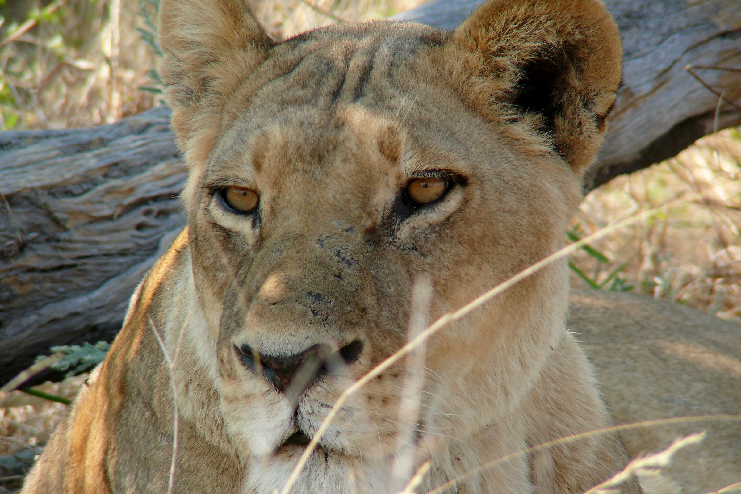 The pride of the lioness