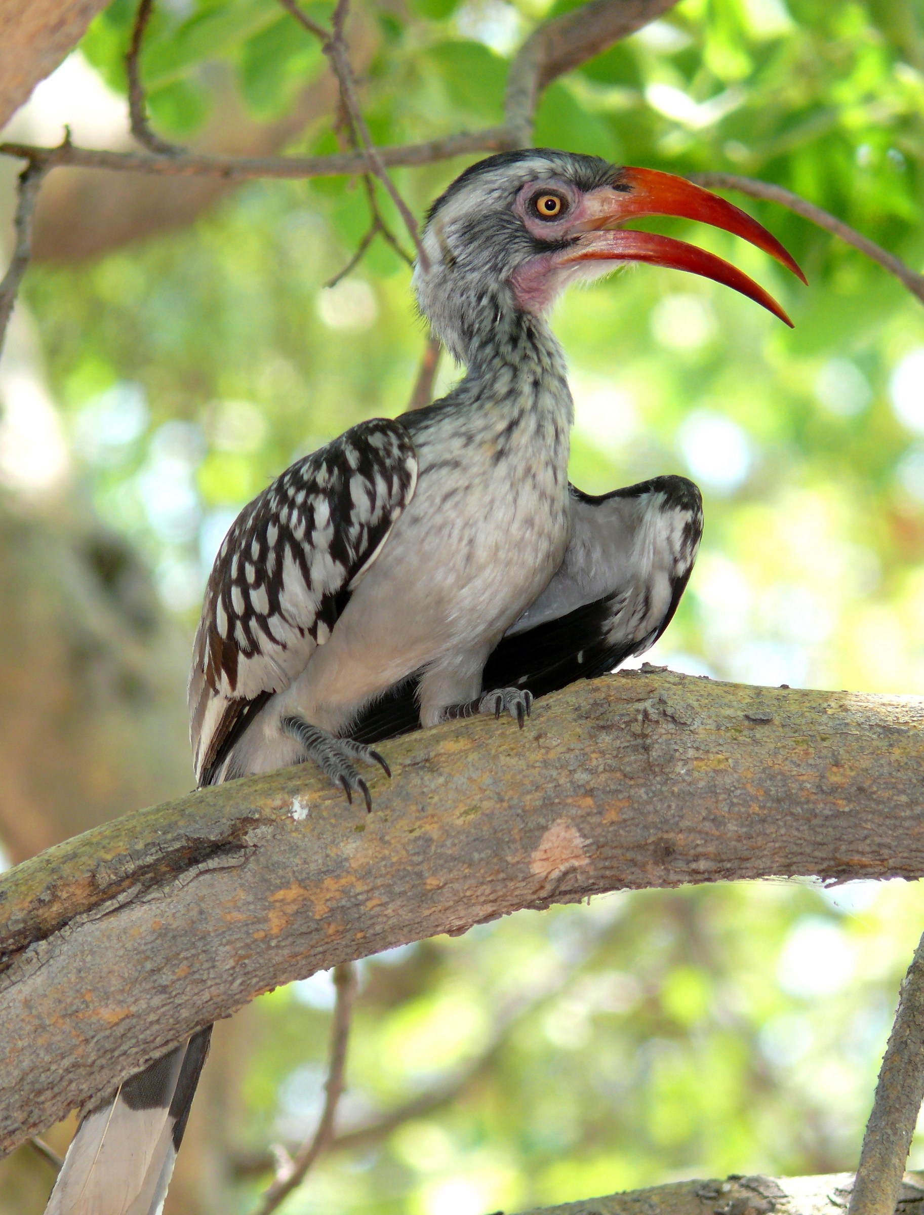 Yellow-billed Hornbill