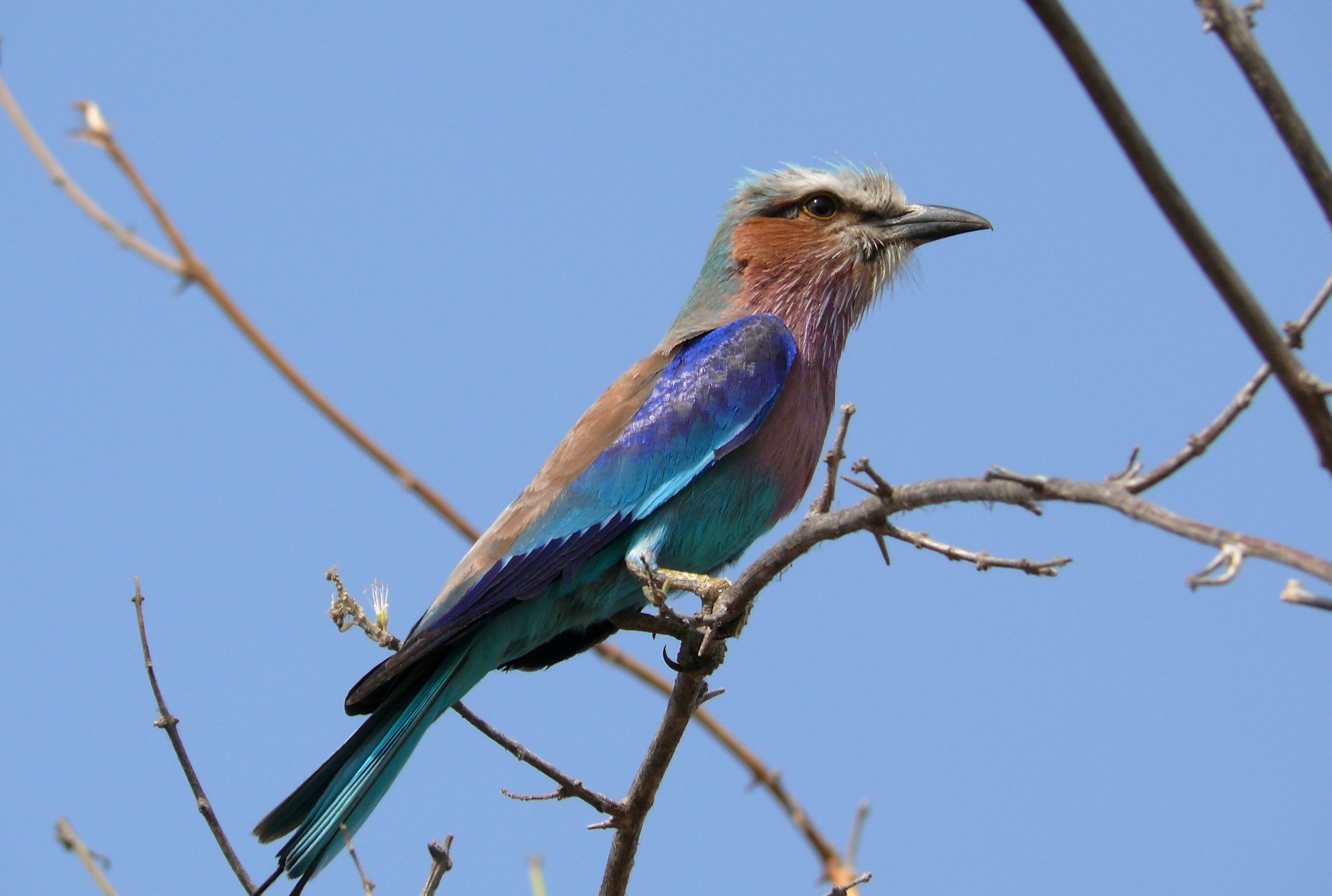 Lilac-breasted roller