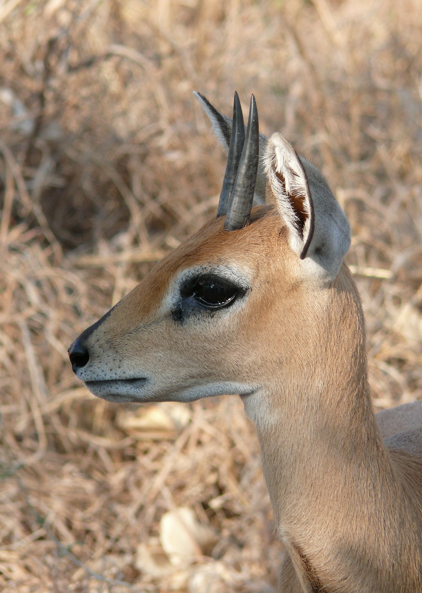 Steenbok, raphicerus campestris