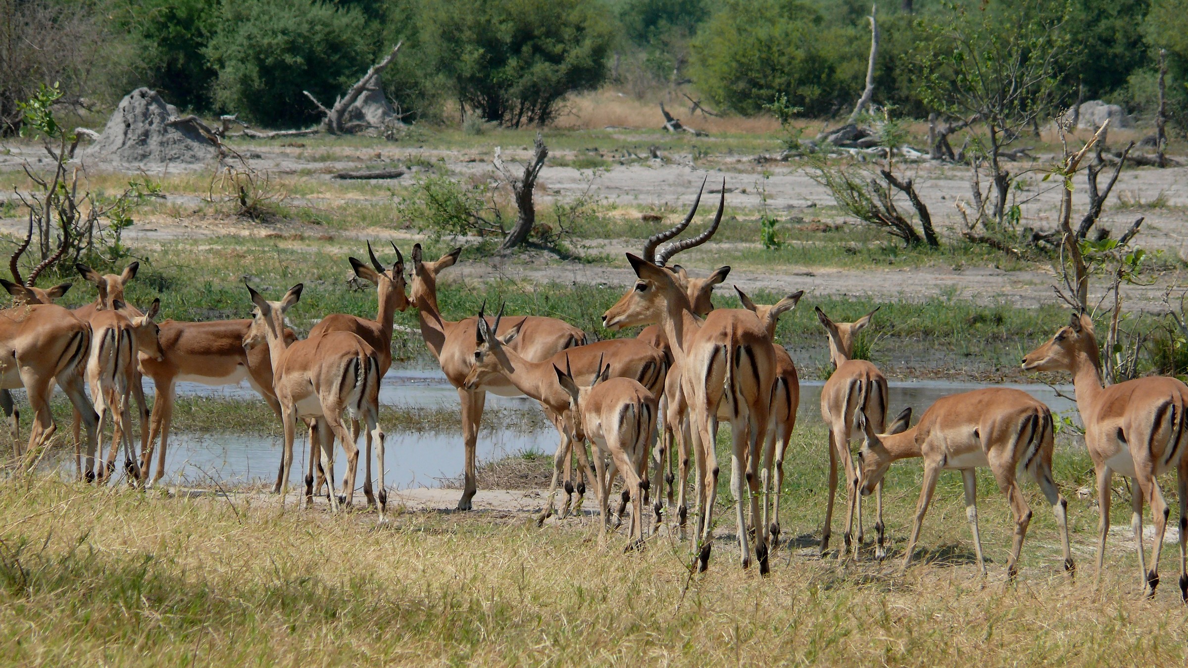 Gazelles
