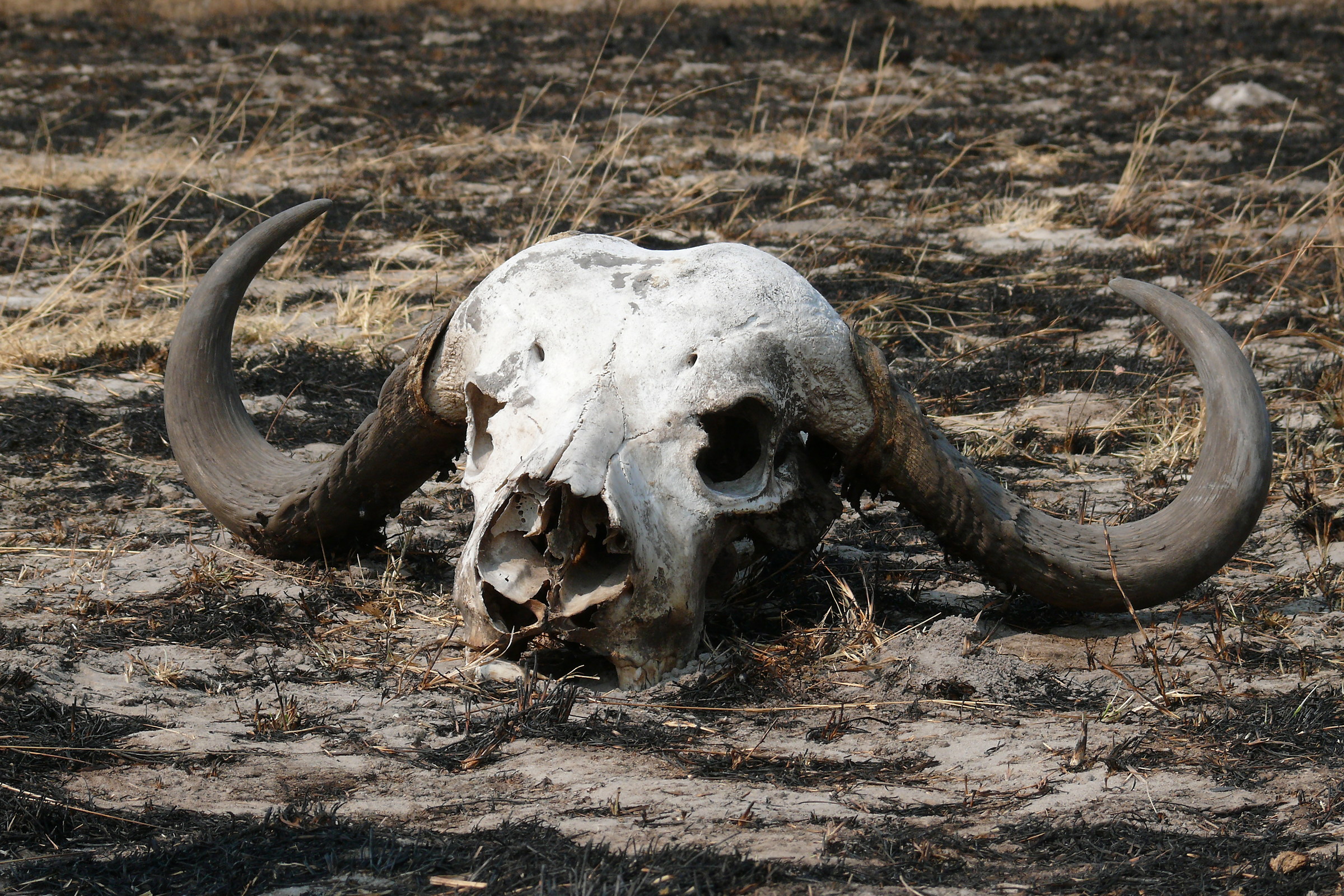 What's left of the Buffalo ...