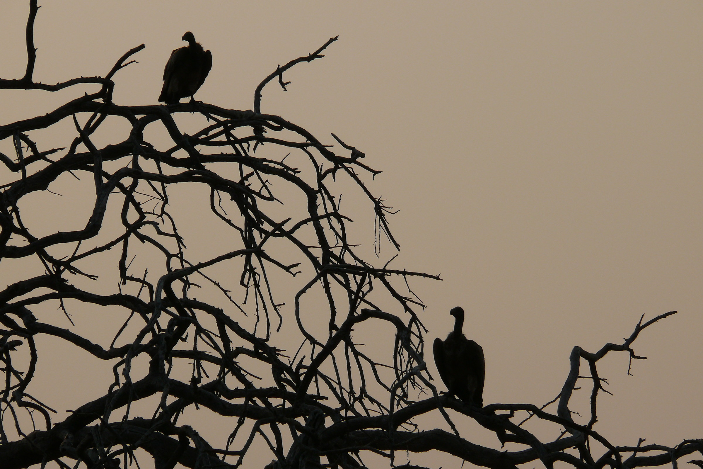 Vultures waiting for the meal