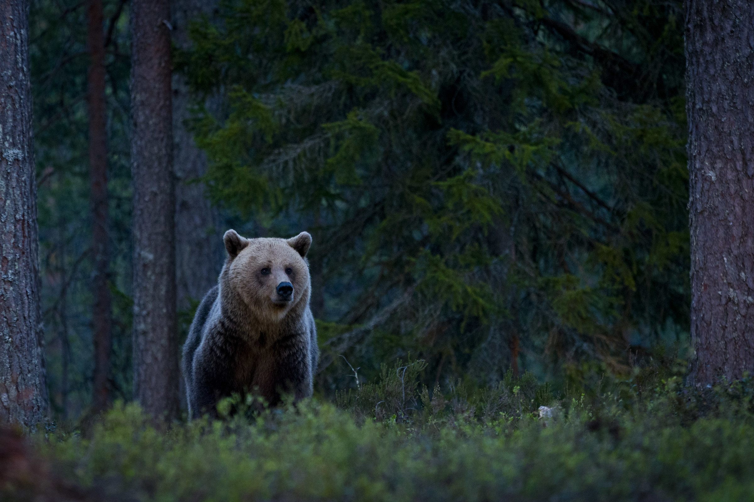The bear in the forest