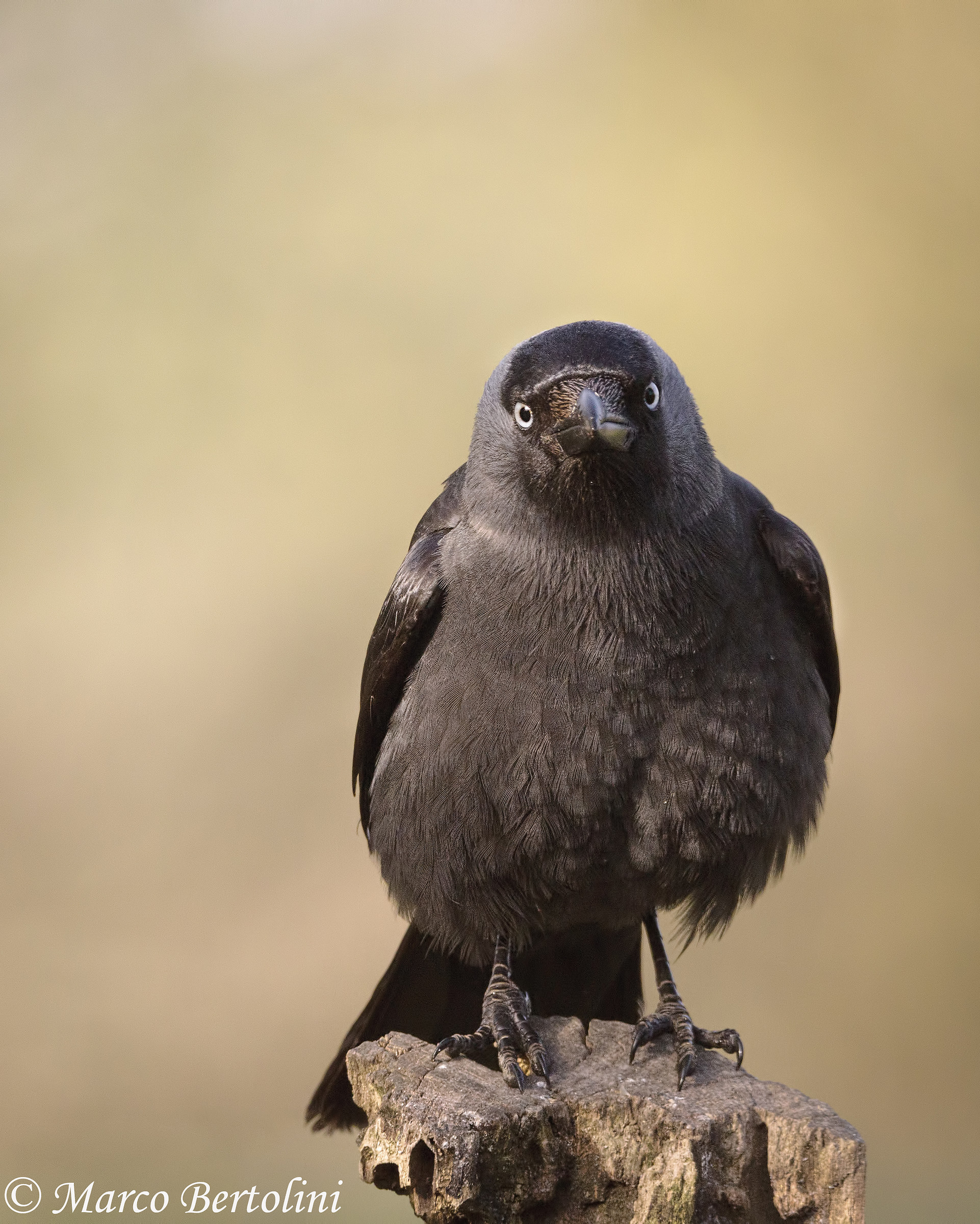 Jackdaw Curiosa