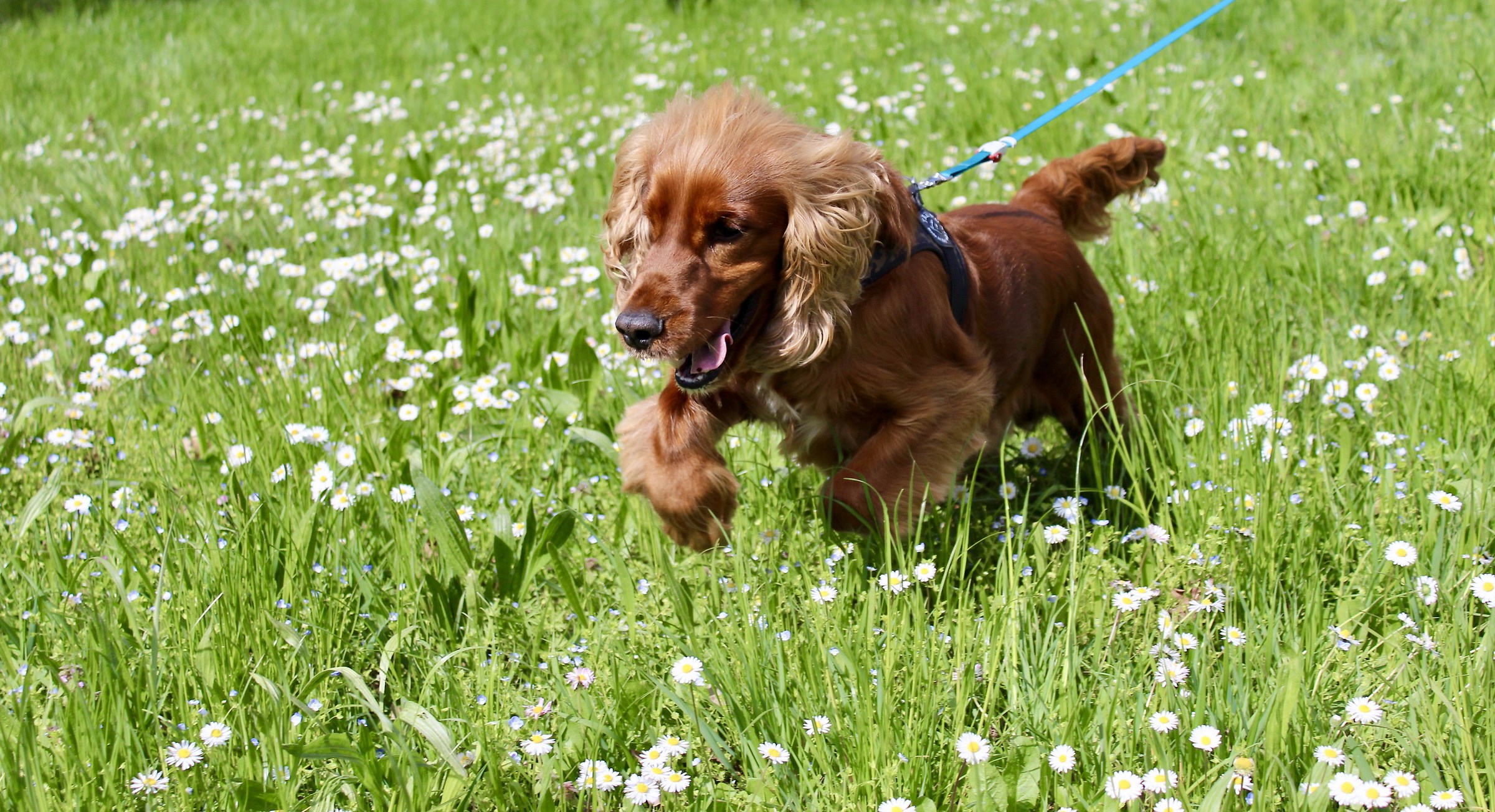 American Coker Spaniel