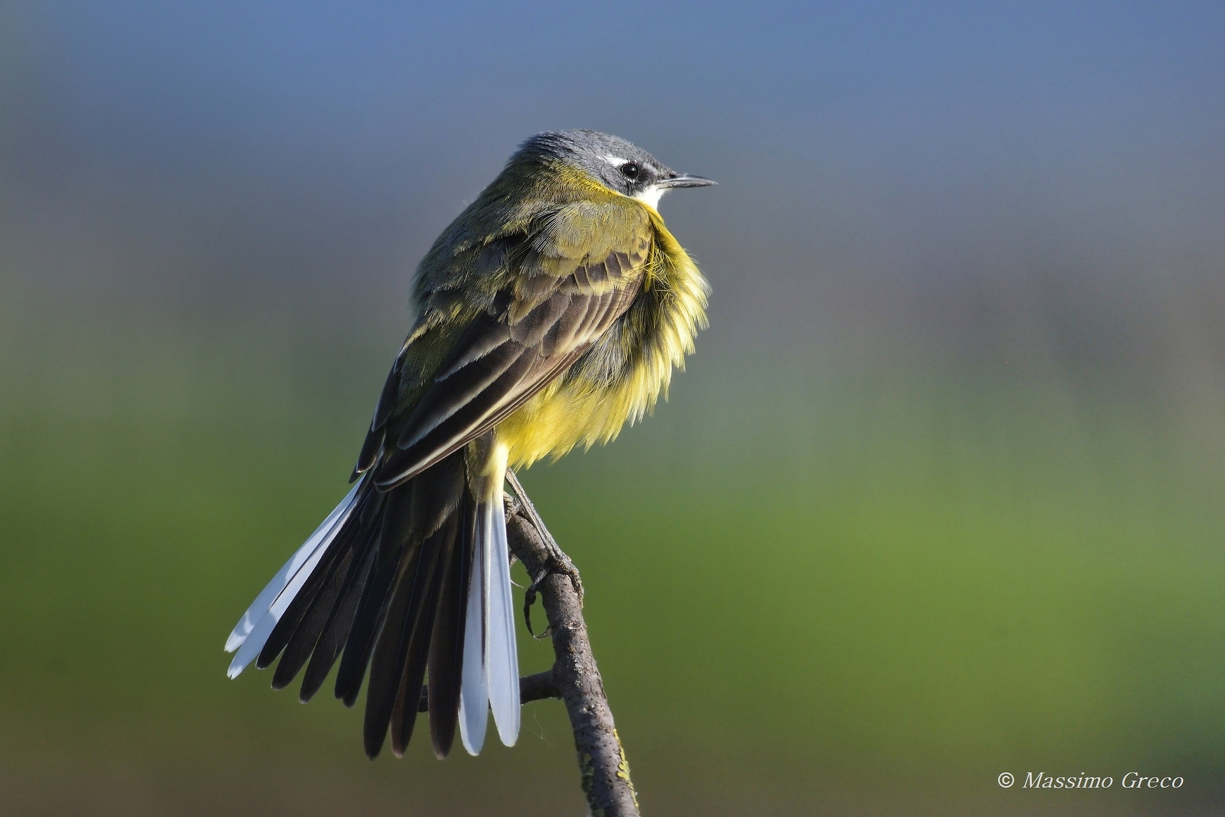 Cutrettola (Motacilla flava)