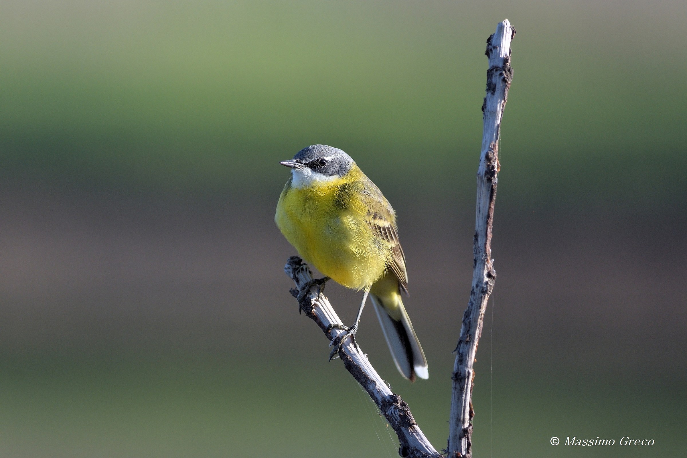 Cutrettola (Motacilla flava)