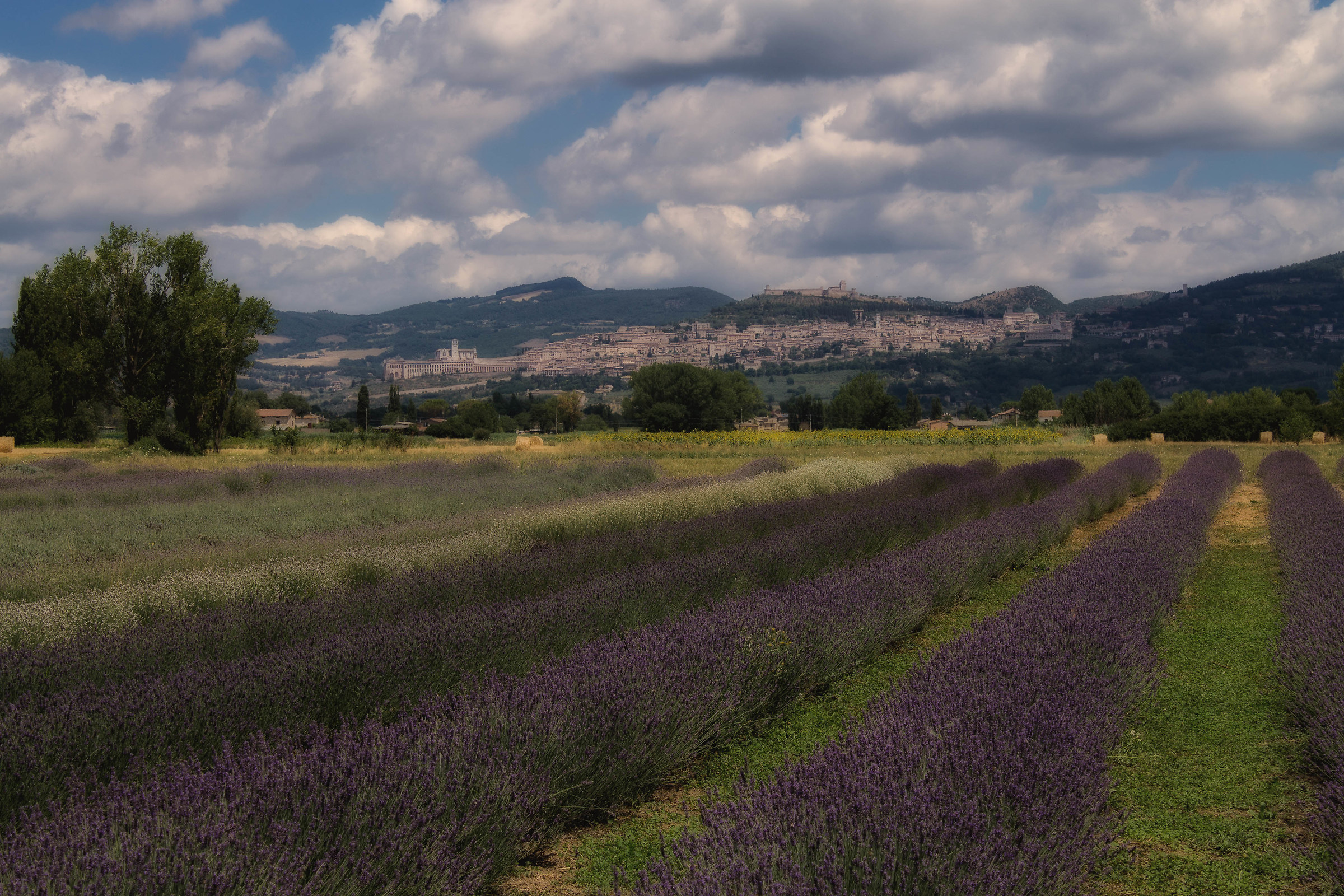 lavanda ad Assisi