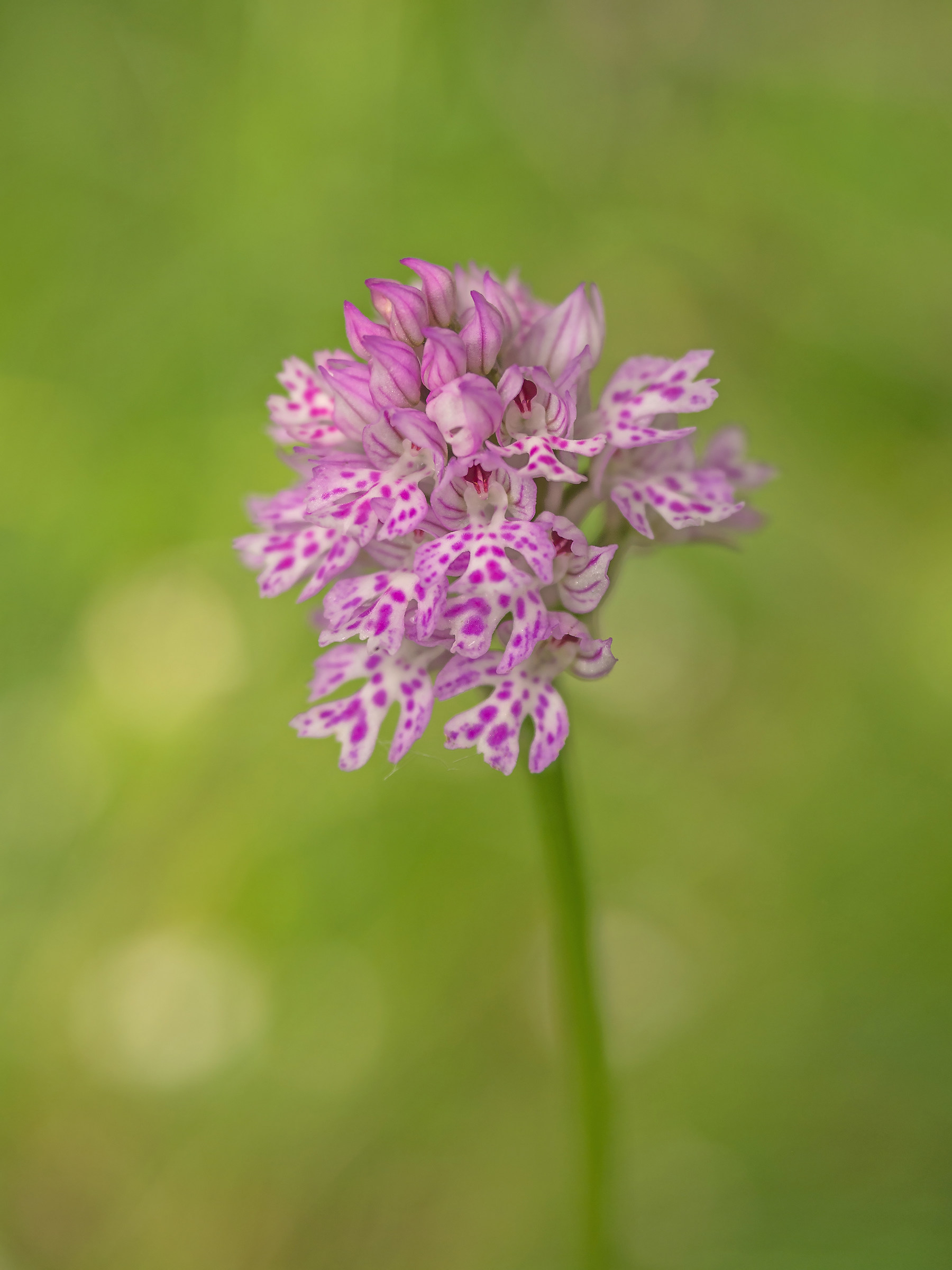 Orchis Tridentata
