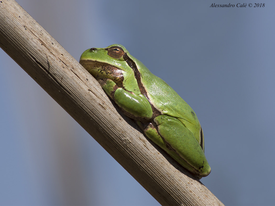 Hyla arborea (European tree frog) 5659