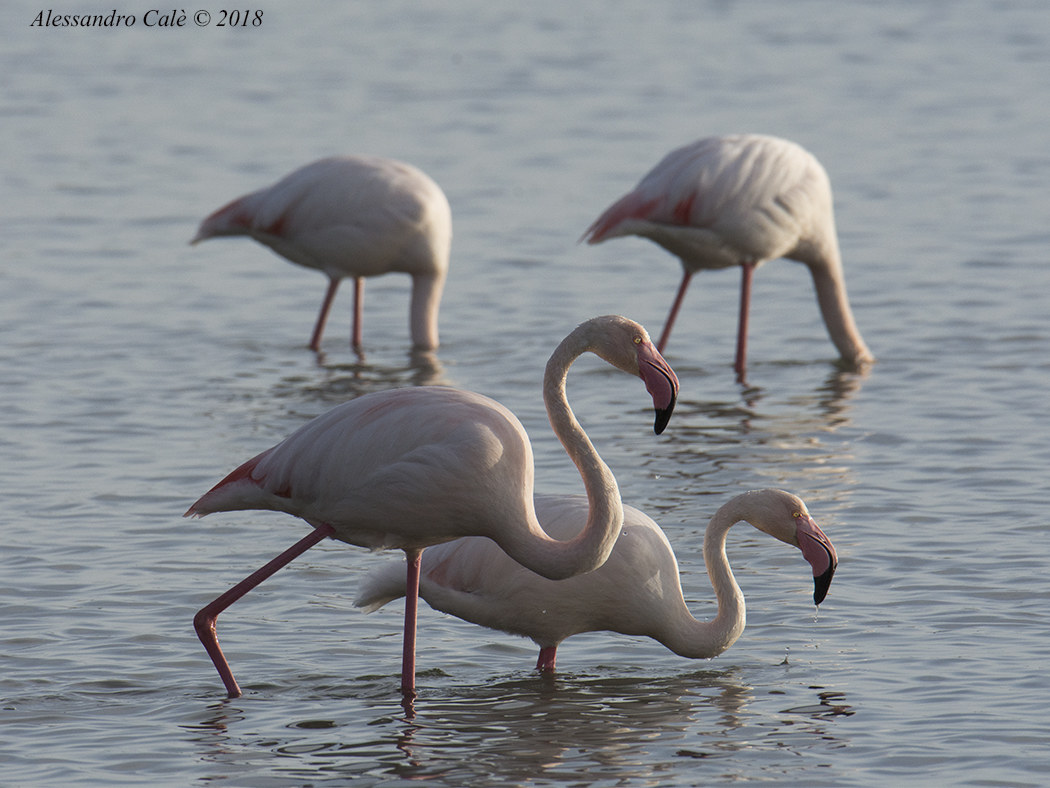 Phoenicopterus ruber (Fenicottero) 0787
