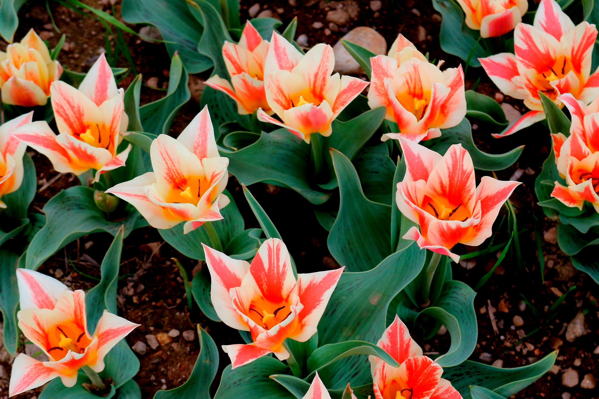 tulipani