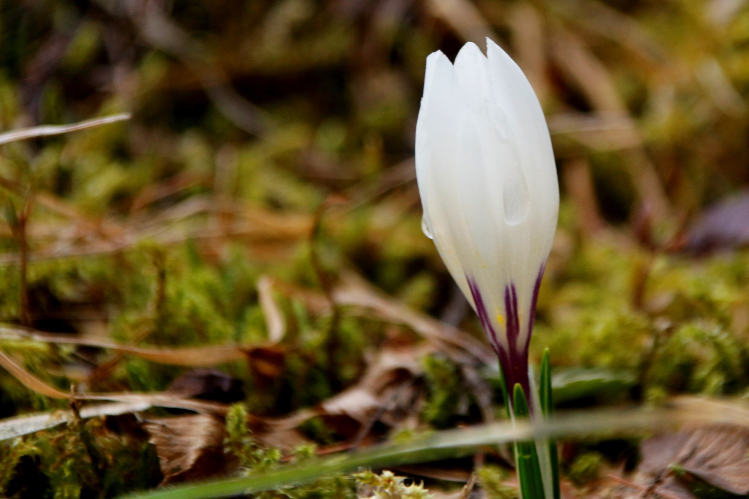 bocciolo di crocus