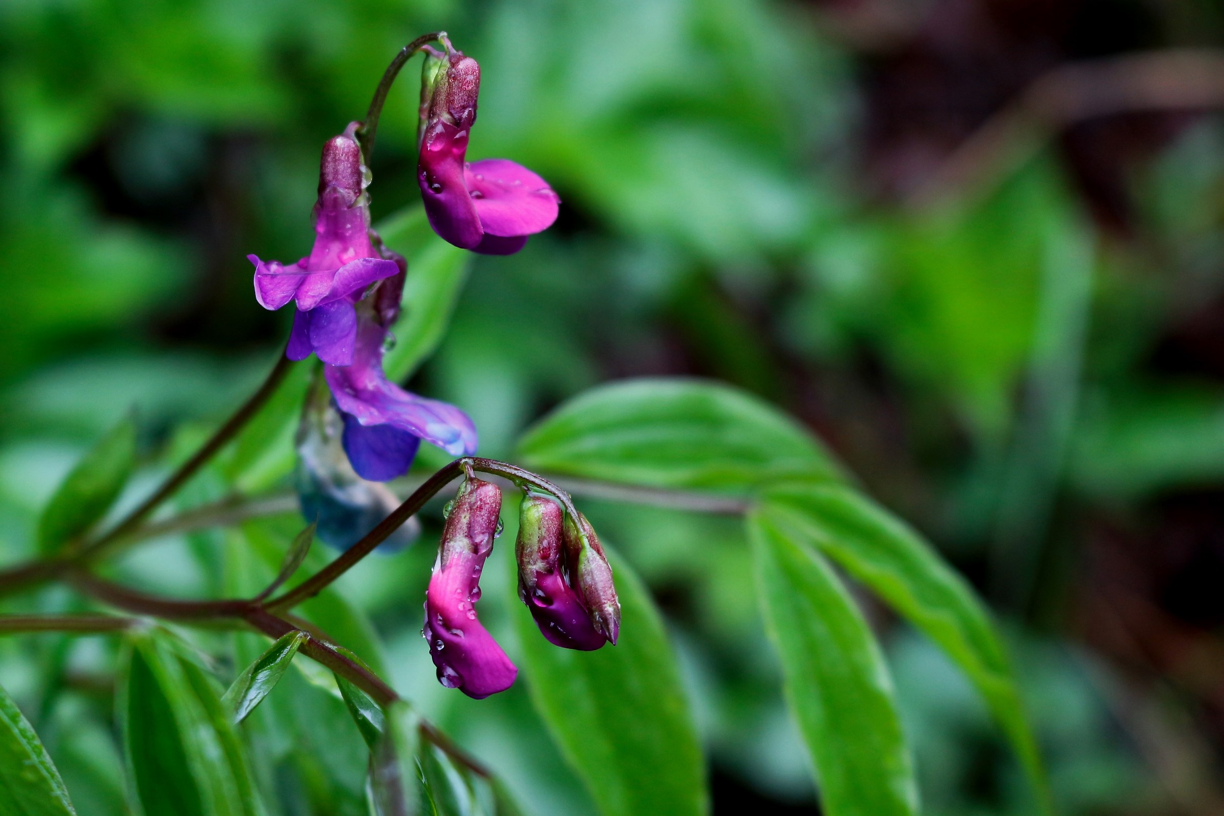 piccole orchidee sotto la pioggia