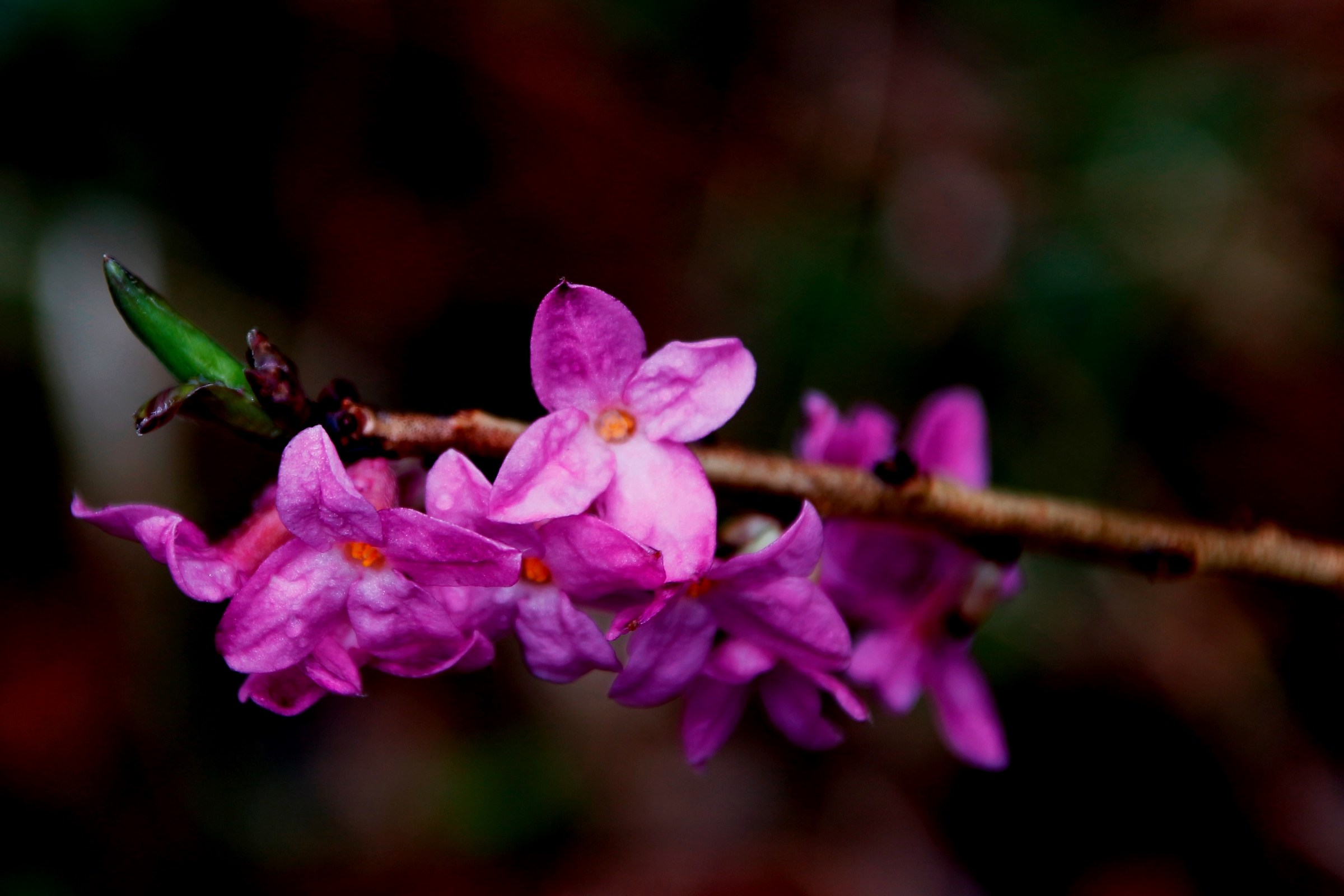 gerrmoglio con fiori rosa