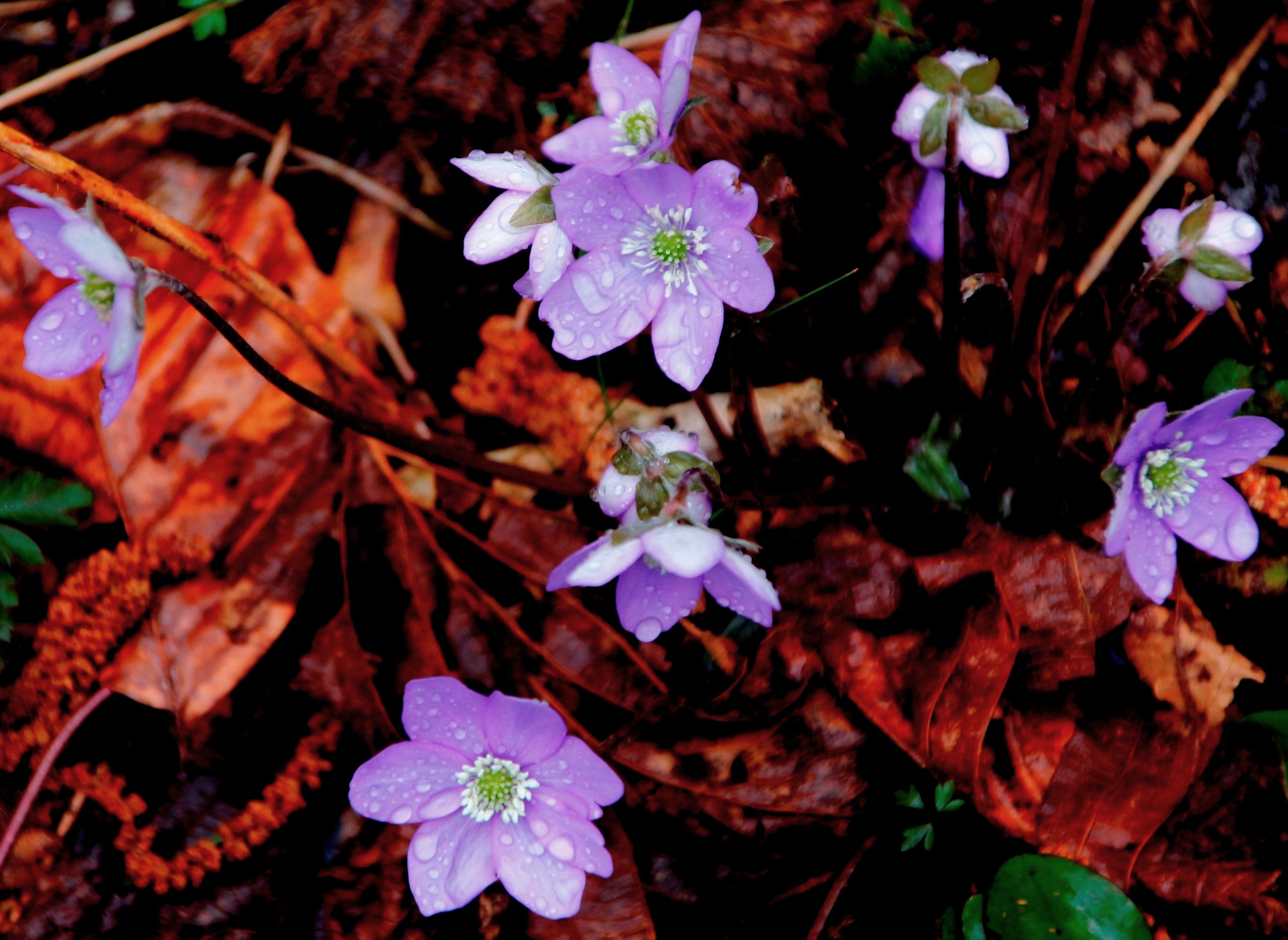 pioggia sulle violacce