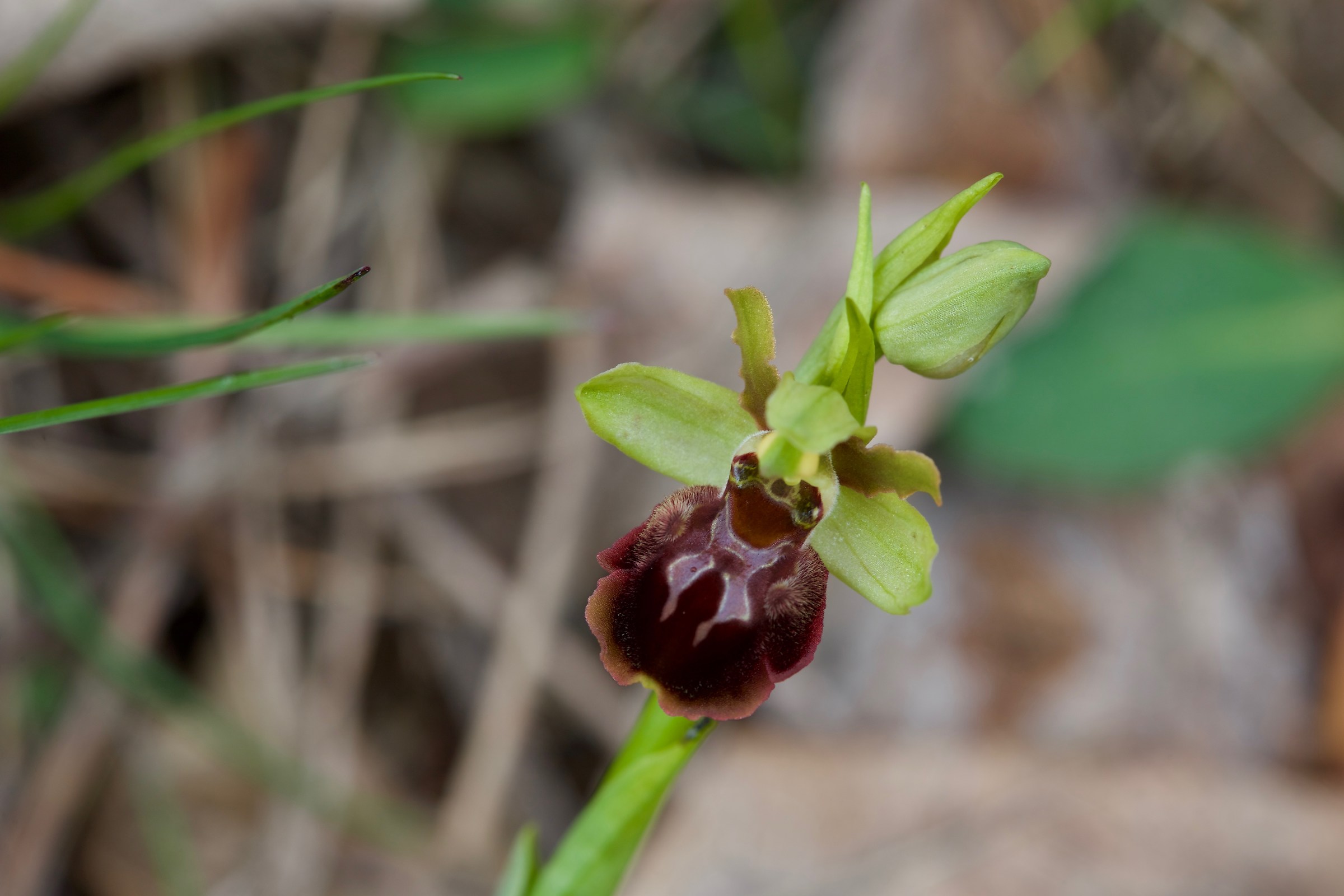 Ophrys aranifera (Sphegodes) Castino (Pianvescovo) 13.4