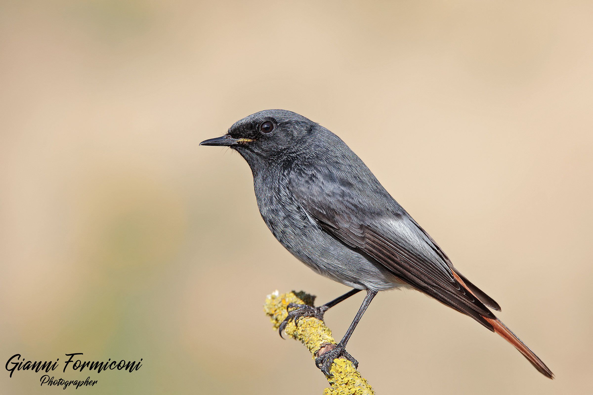 Black Redstart