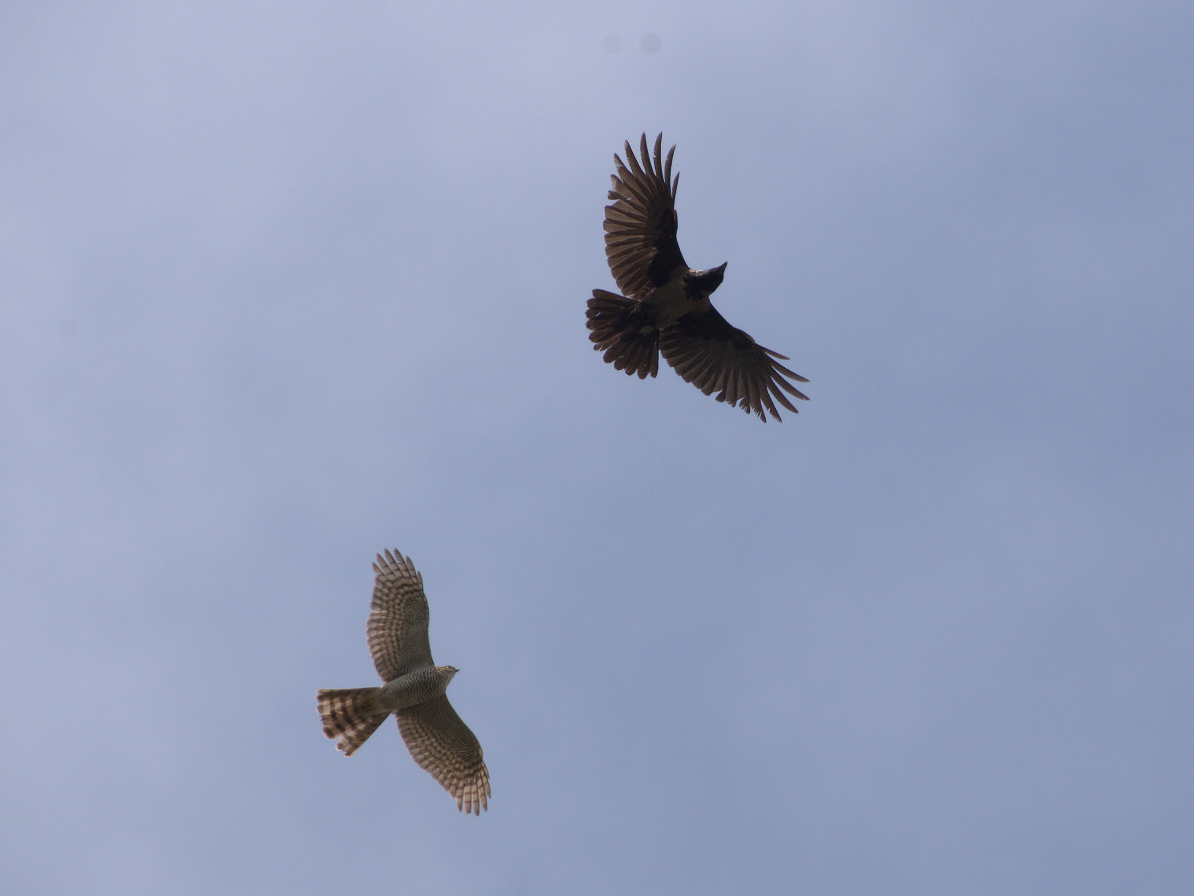 Hawk vs Raven
