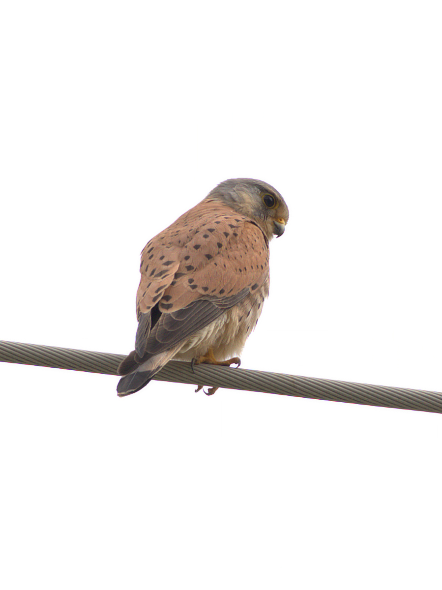 Kestrel
