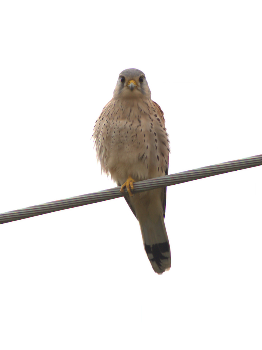 Kestrel