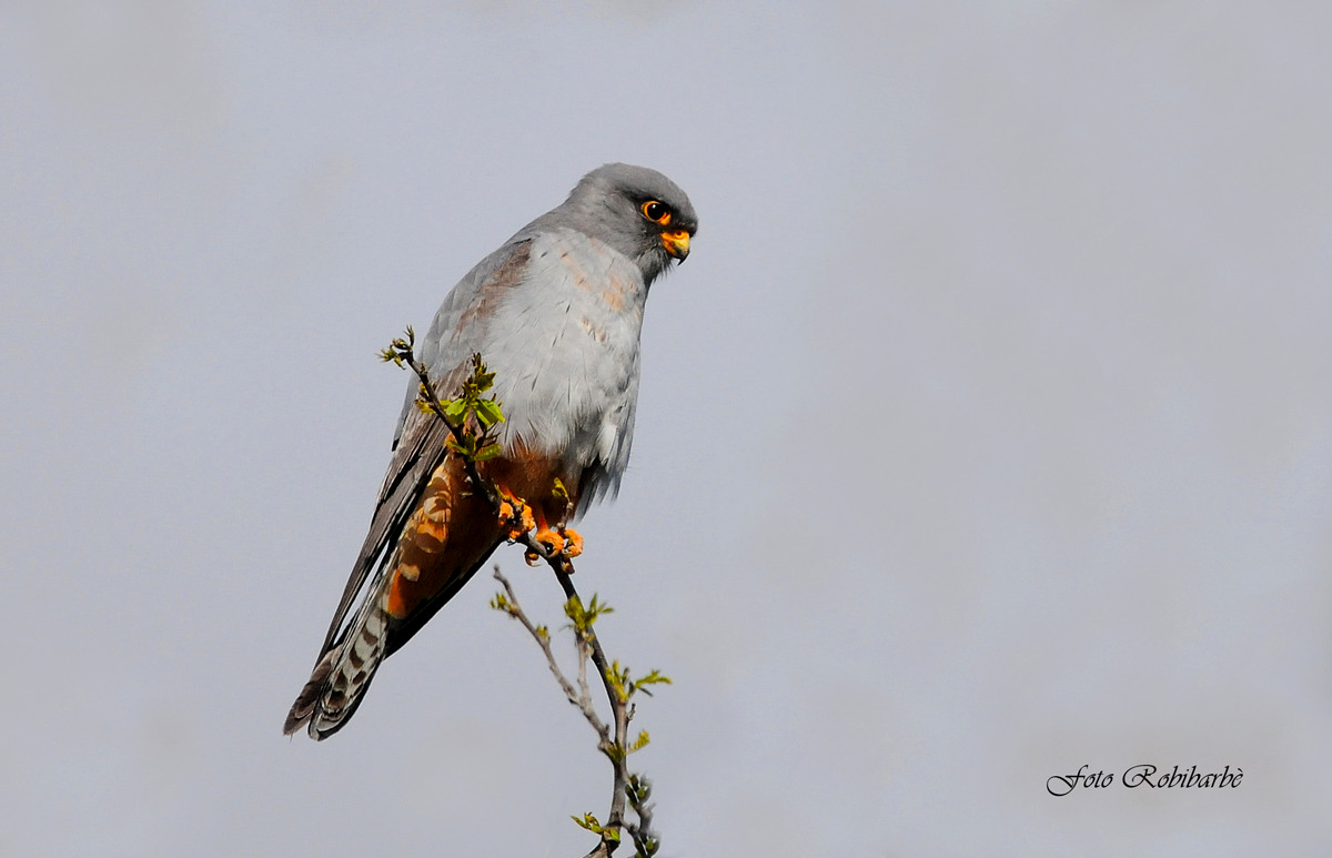 Red-footed Falcon ...