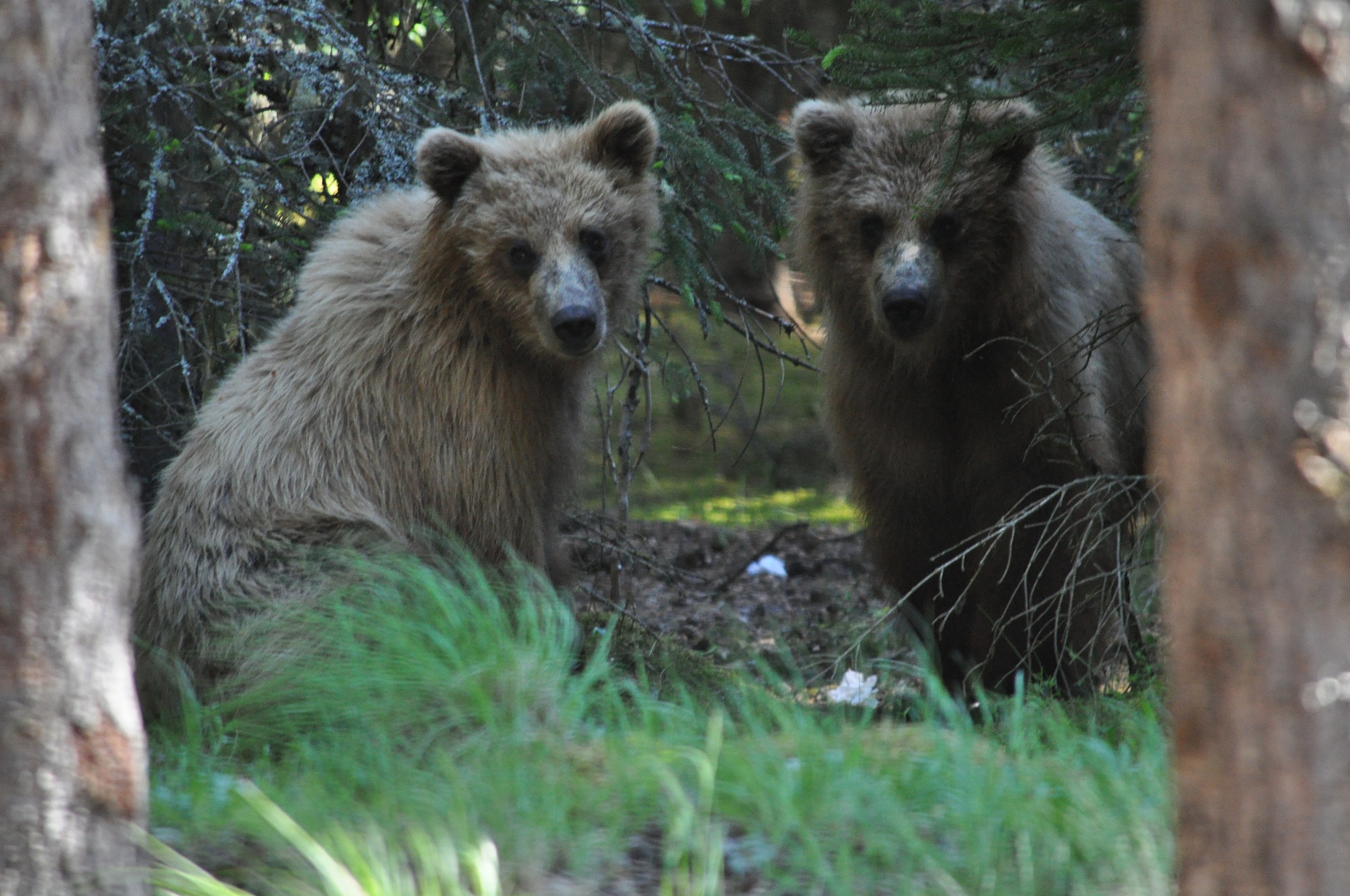 Alaska Grizzly cubs