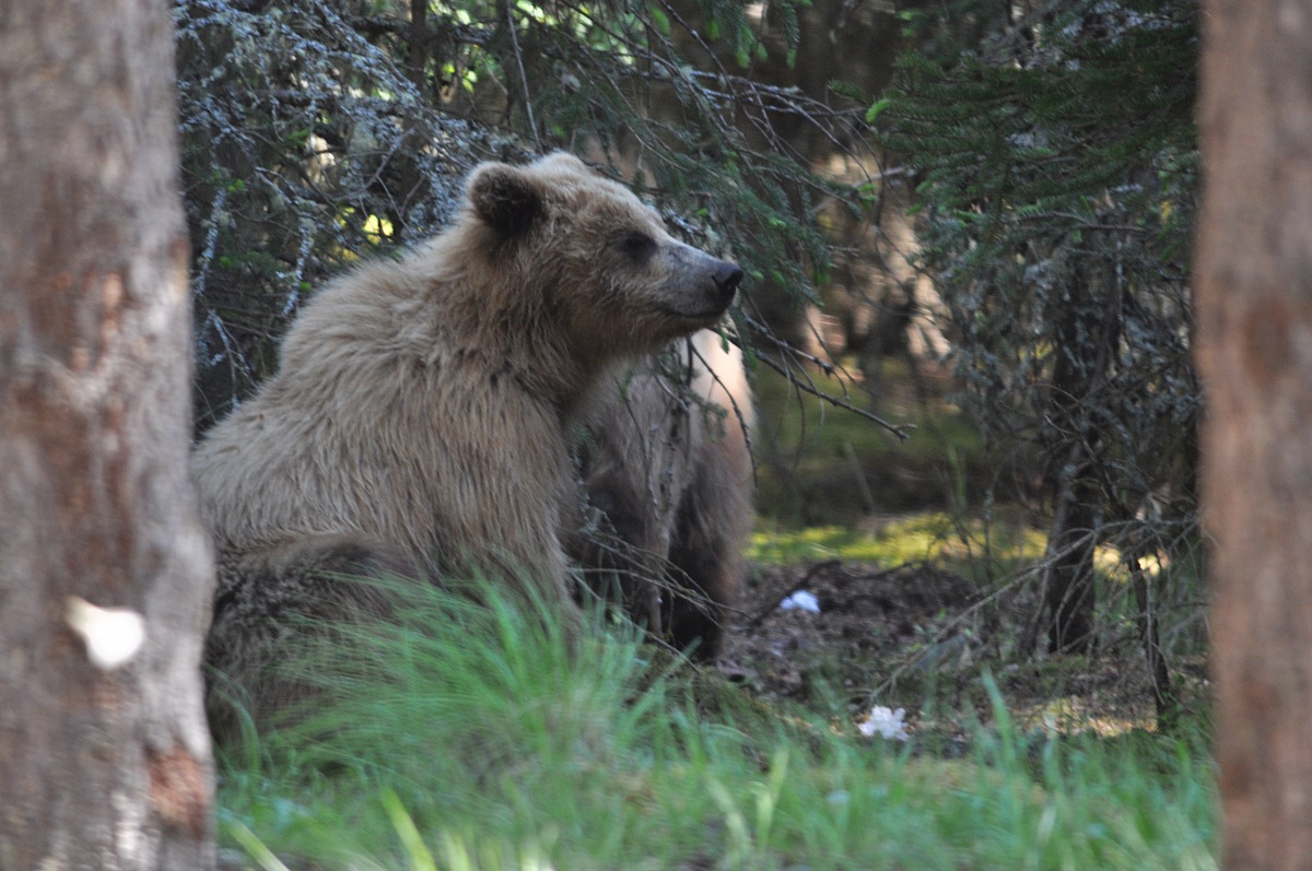 Alaska Grizzly cubs