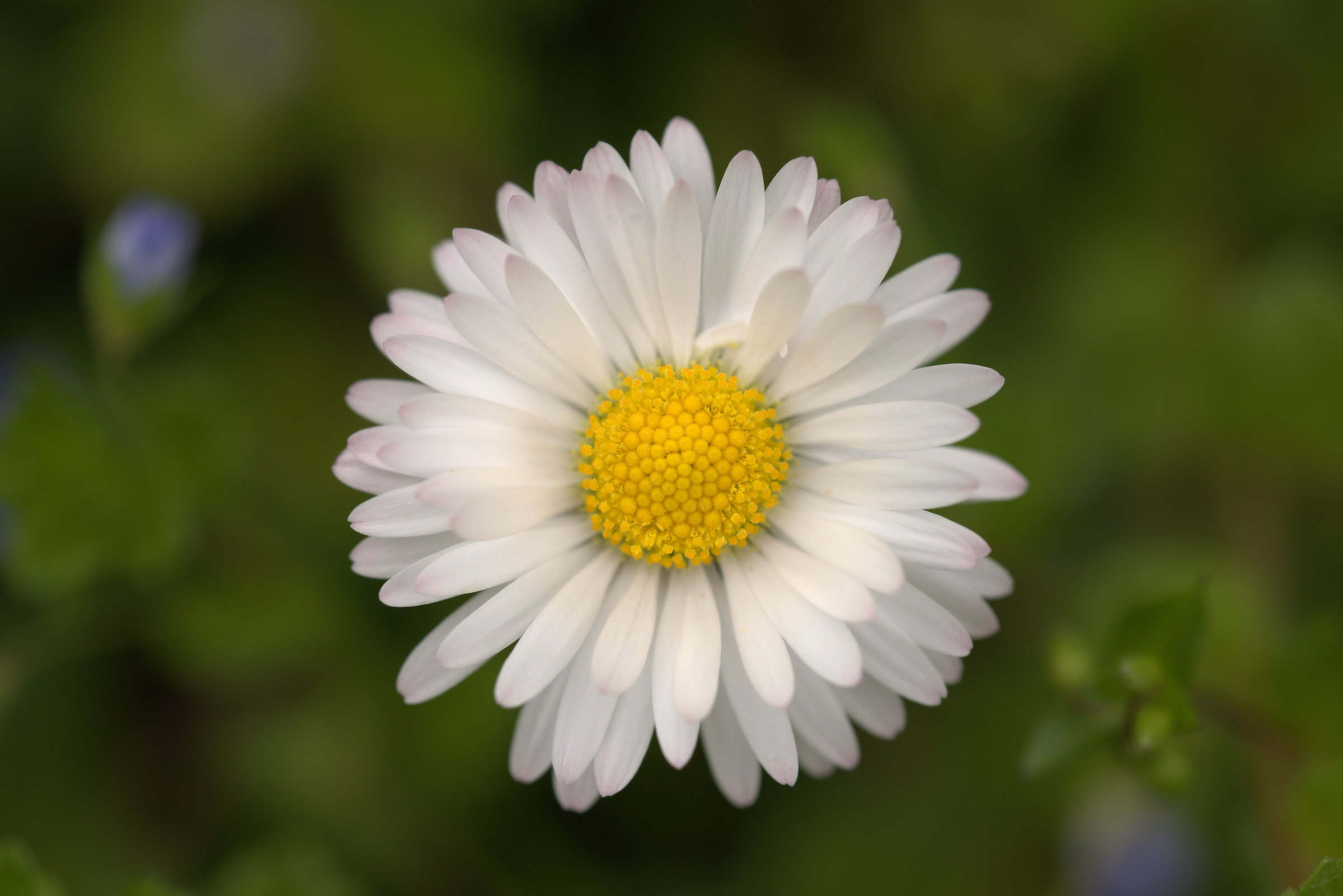Daisy