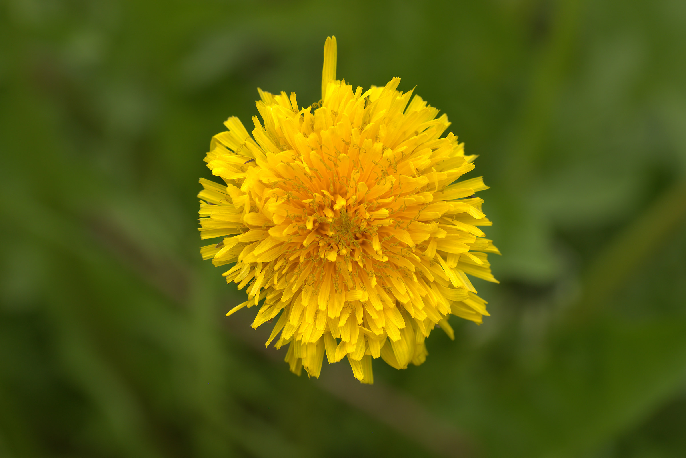Dandelion