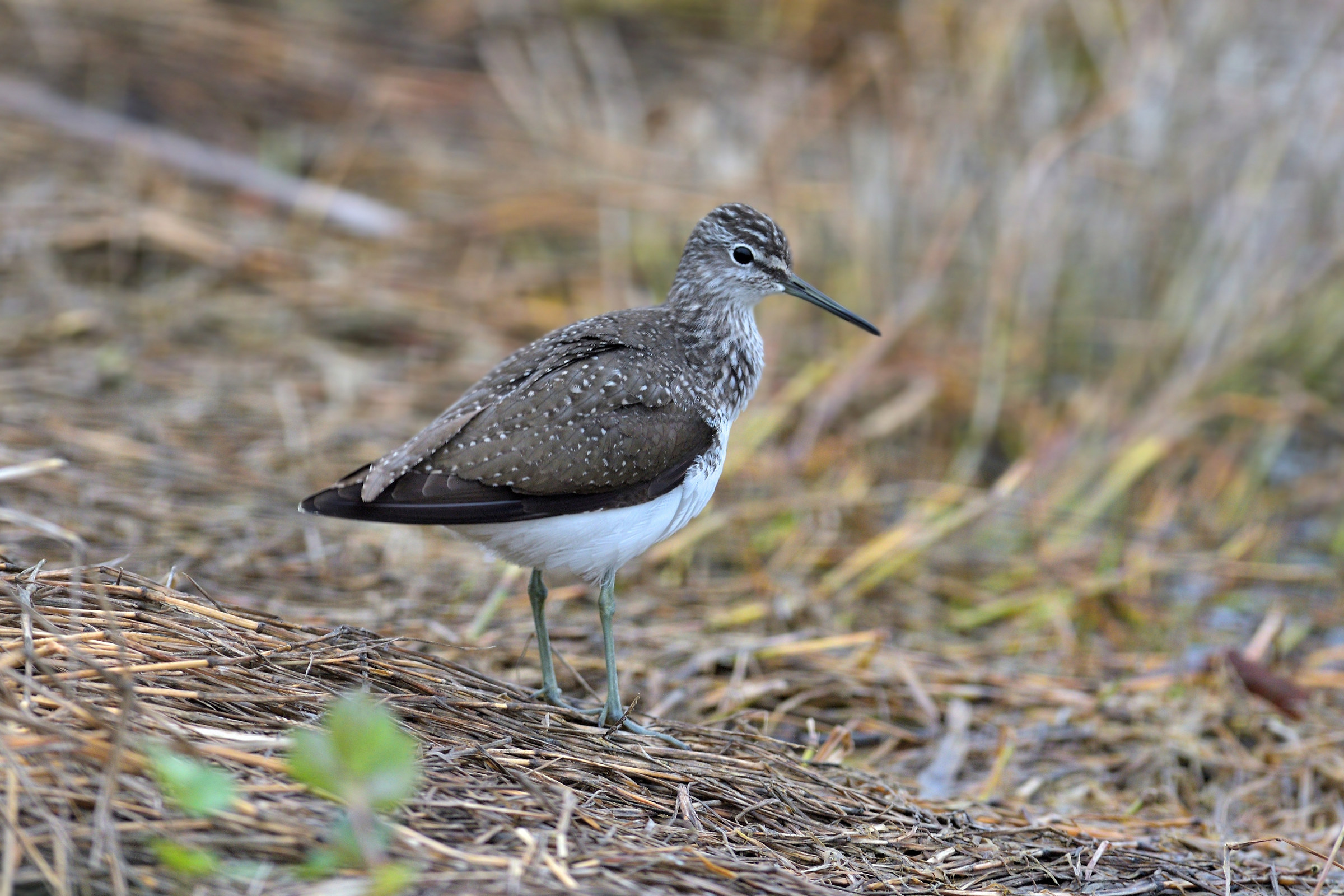 Piro green Sandpiper-Tringa ochropus