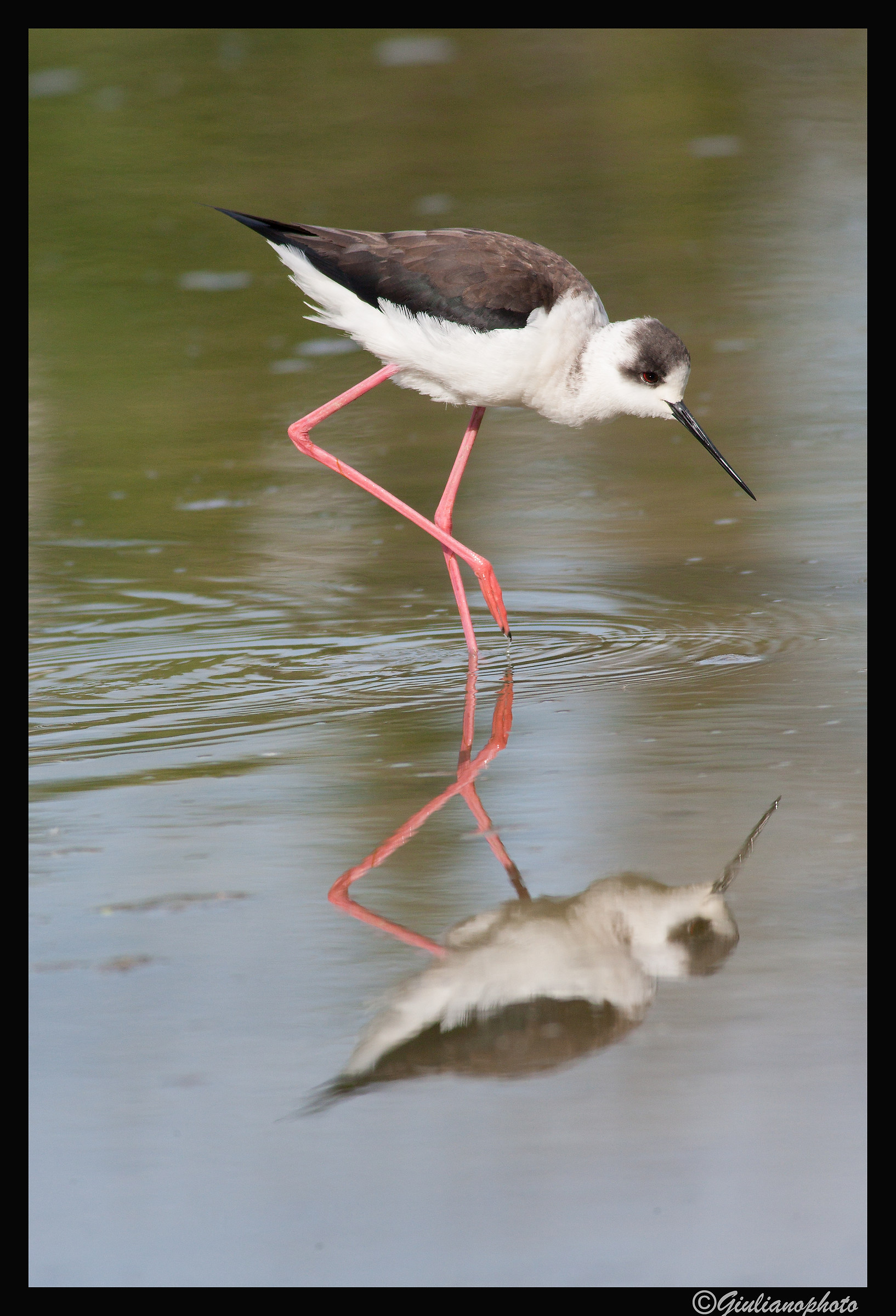 Mirror, mirror on the wall--