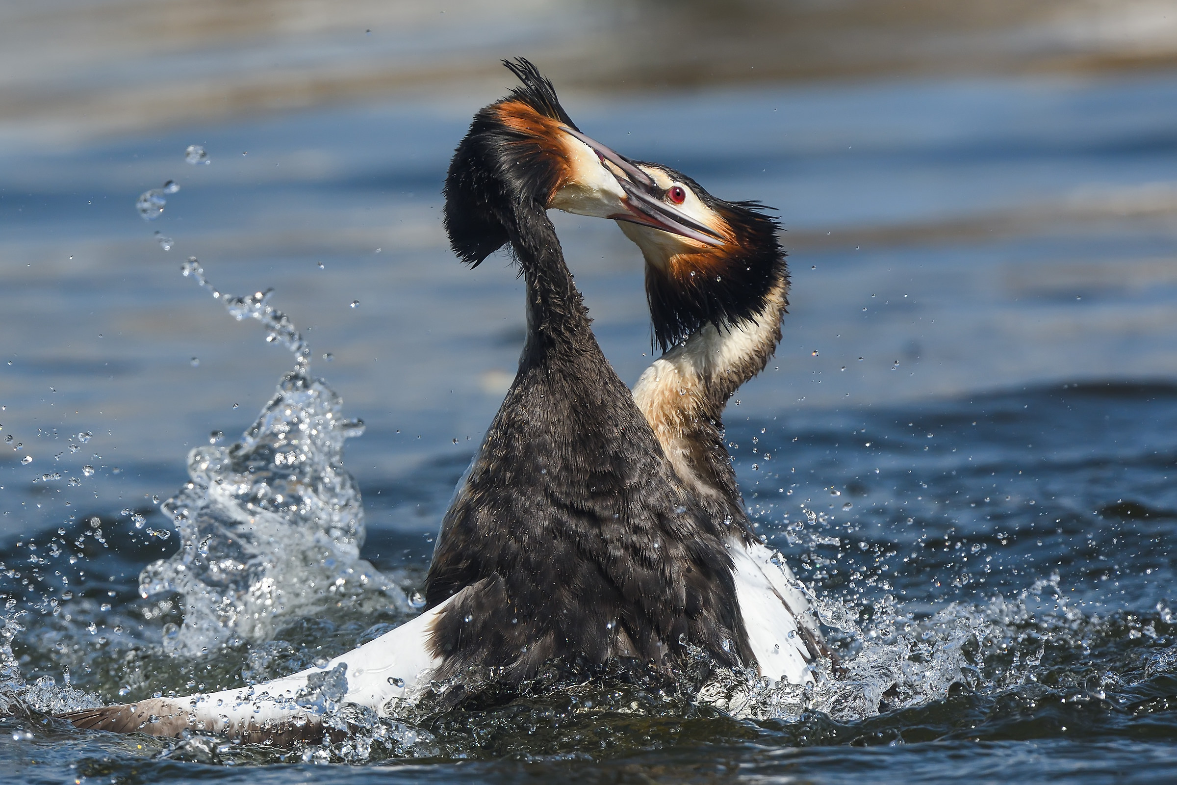 Bahri » Great Crested Grebe » Podiceps cristatus