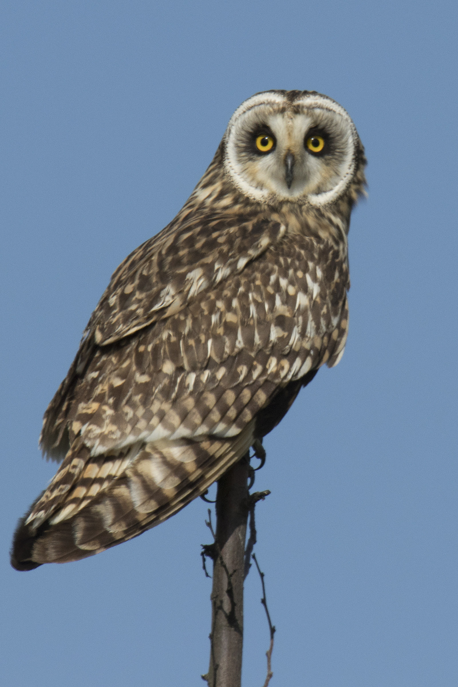 short-eared OWL