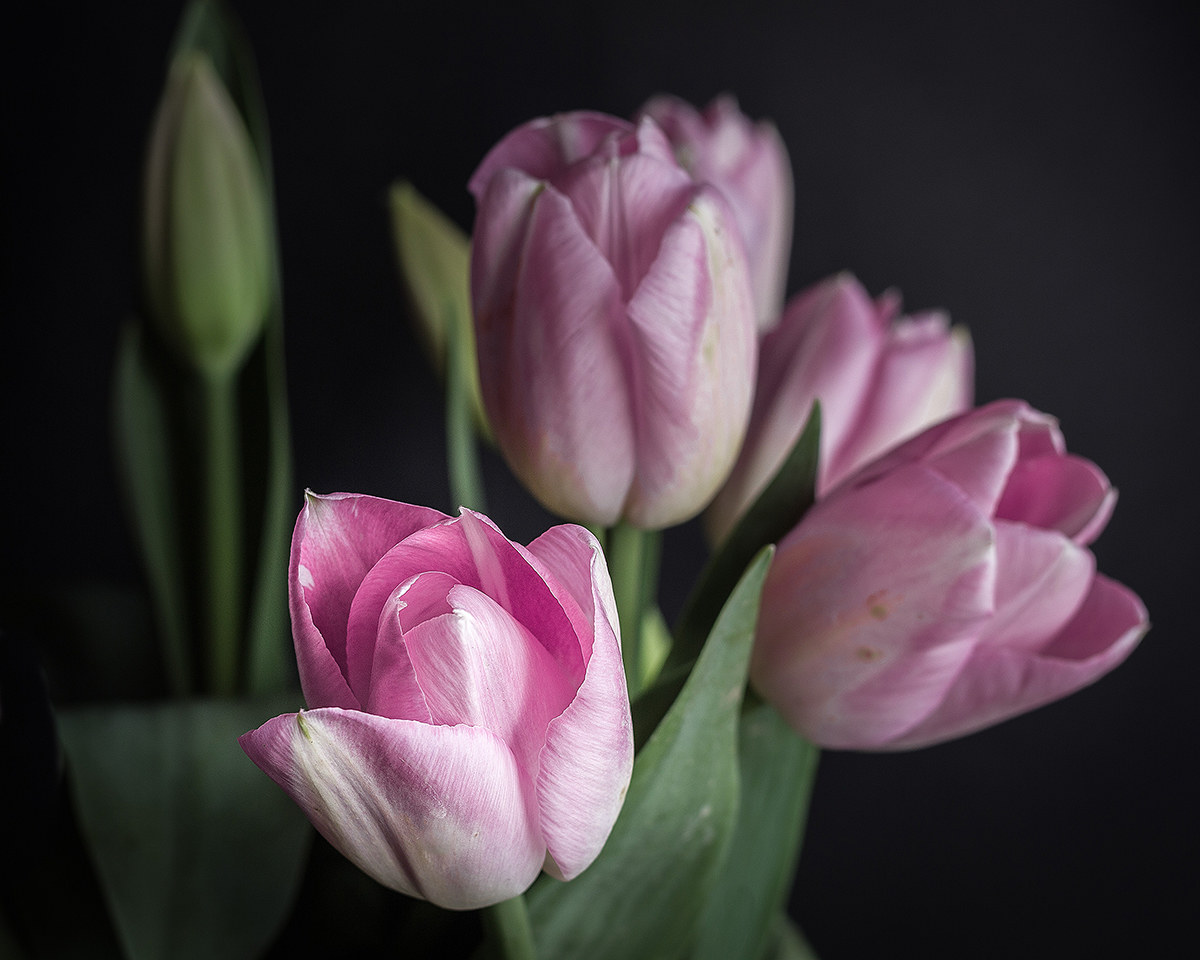 Tulips