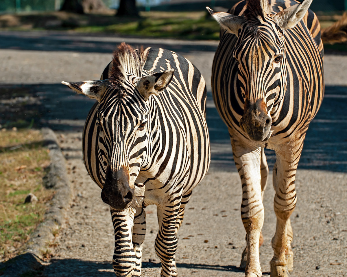 Friends-Disappointment