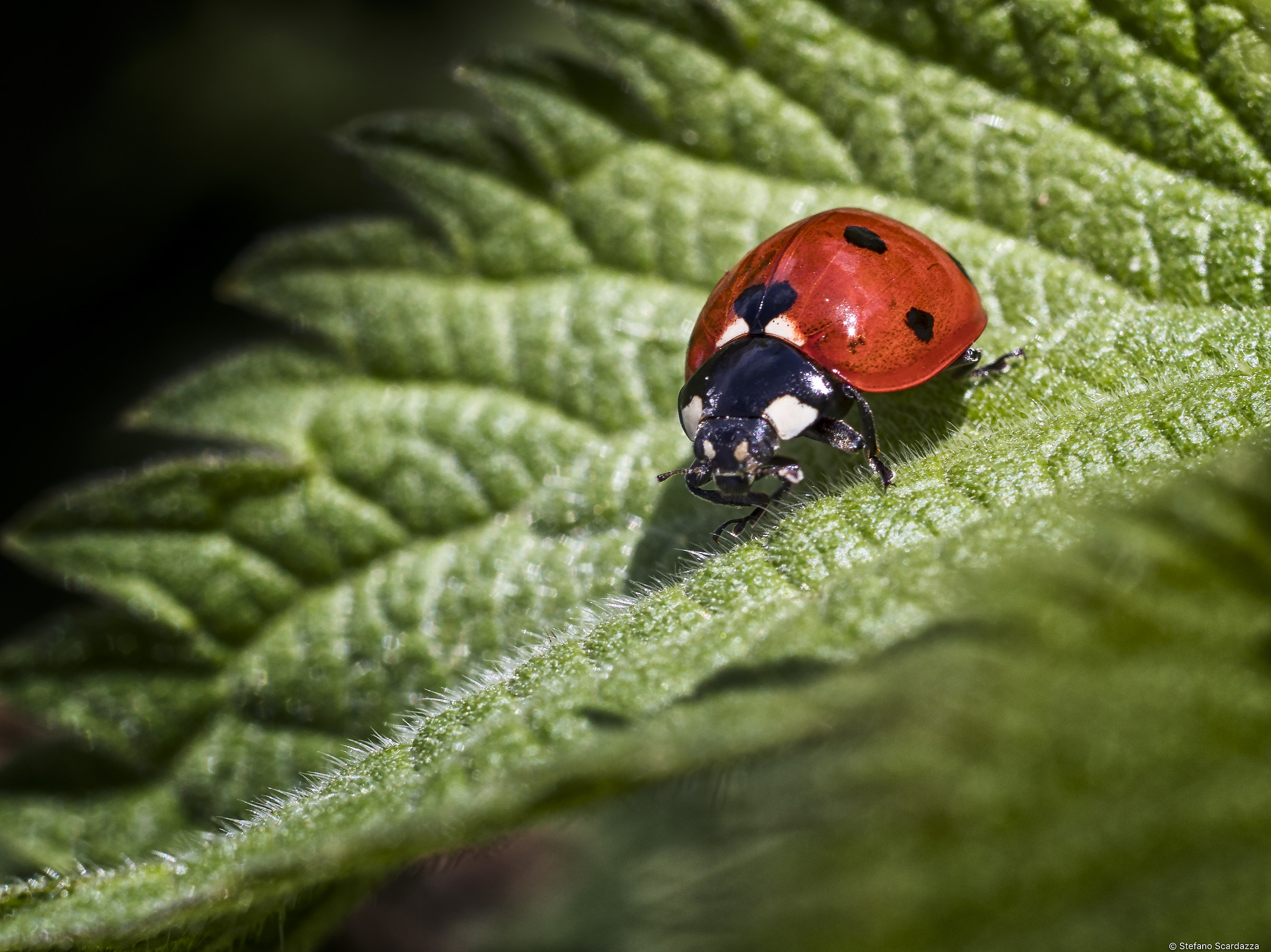 Ladybug ...
