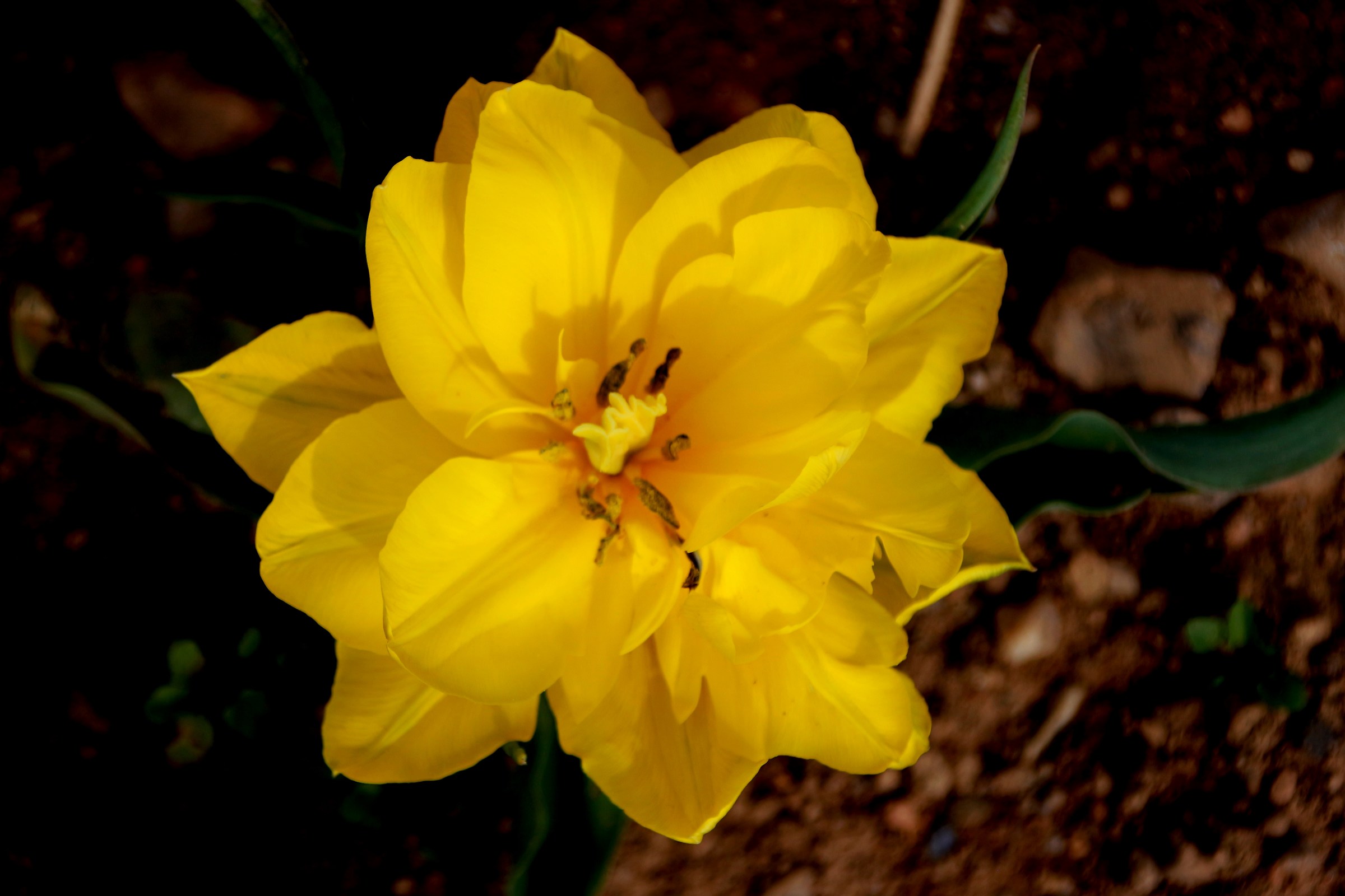 tulipano giallo
