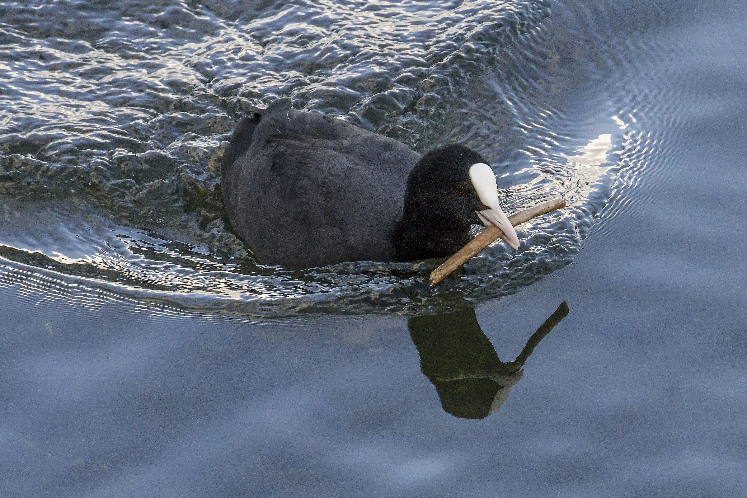 Coot carrying a twig to build a nest