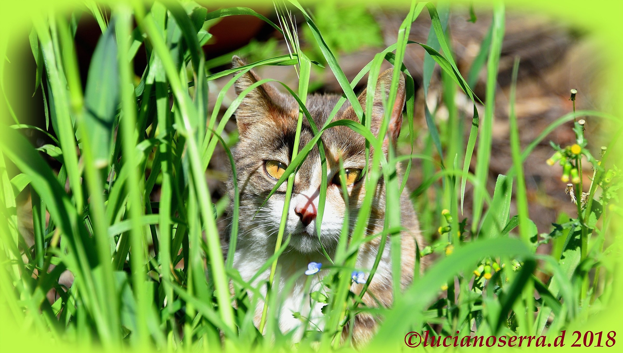 Fagiolina... si è nascosta...