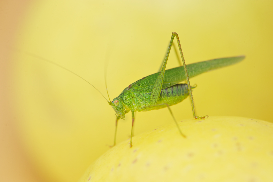 tettigonia