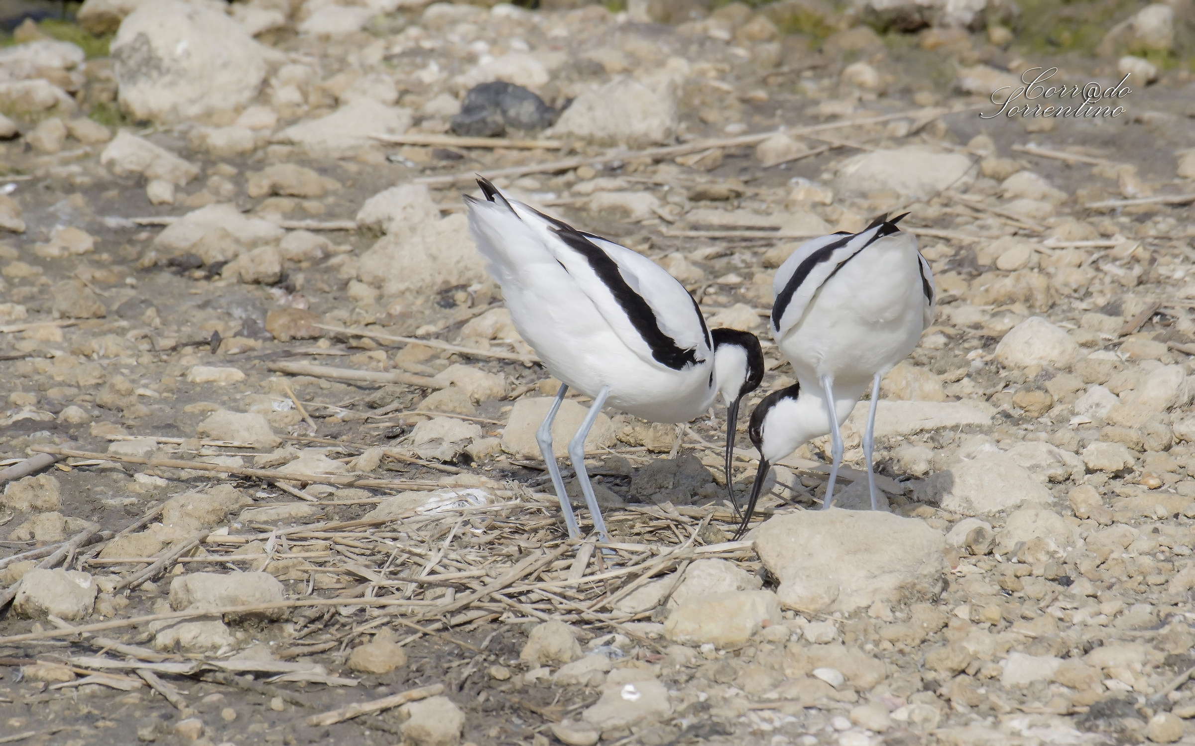 Avocette preparano il nido