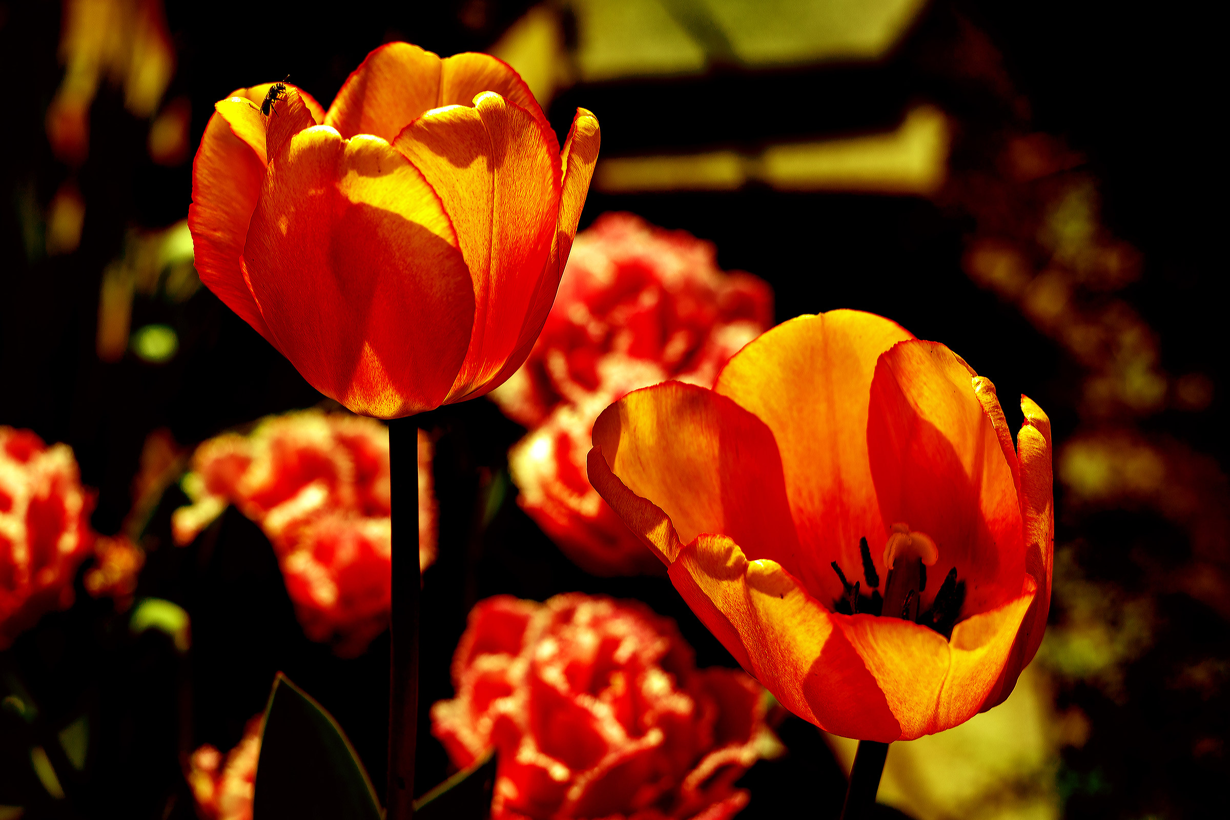 Tulips with presence
