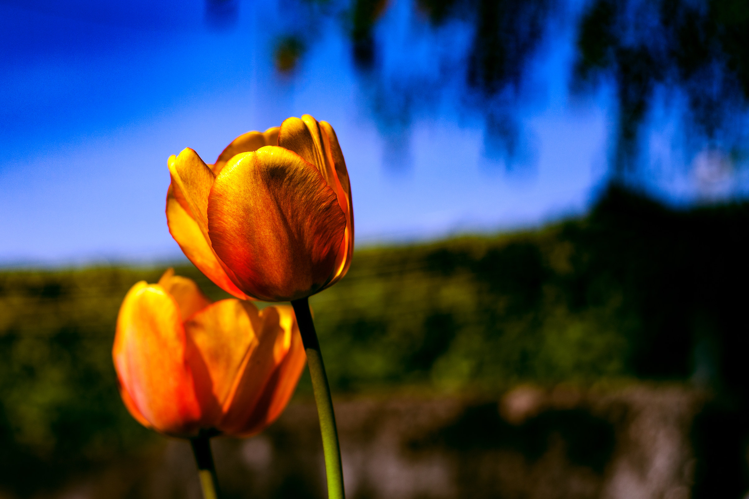 They talk about love the tuli, tuli, tuli, tulipan.