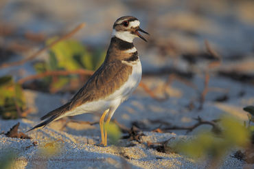 Charadrius vociferus
