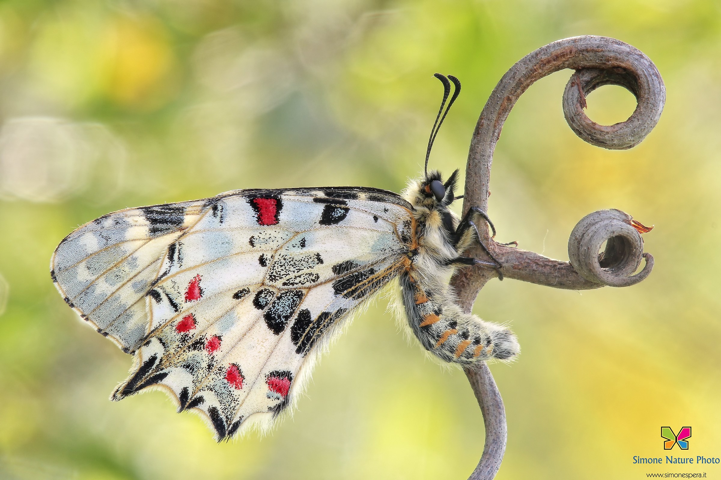 Zerynthia cerisy (Eastern) (Godart, 1824)