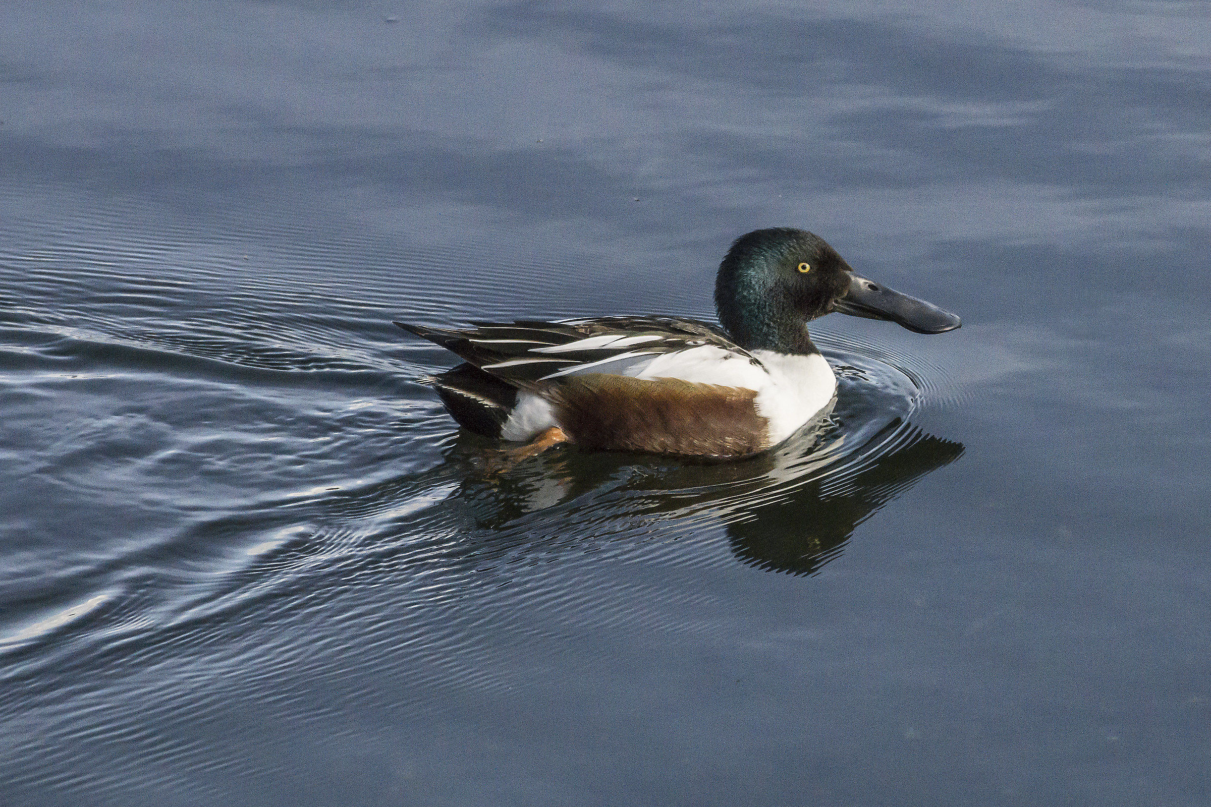 Mestolone comune maschio - 1