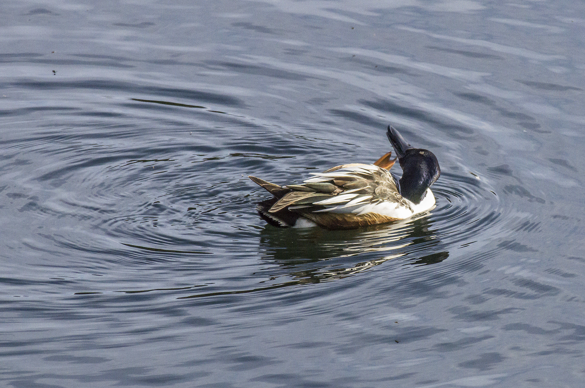 Mestolone comune maschio - 3